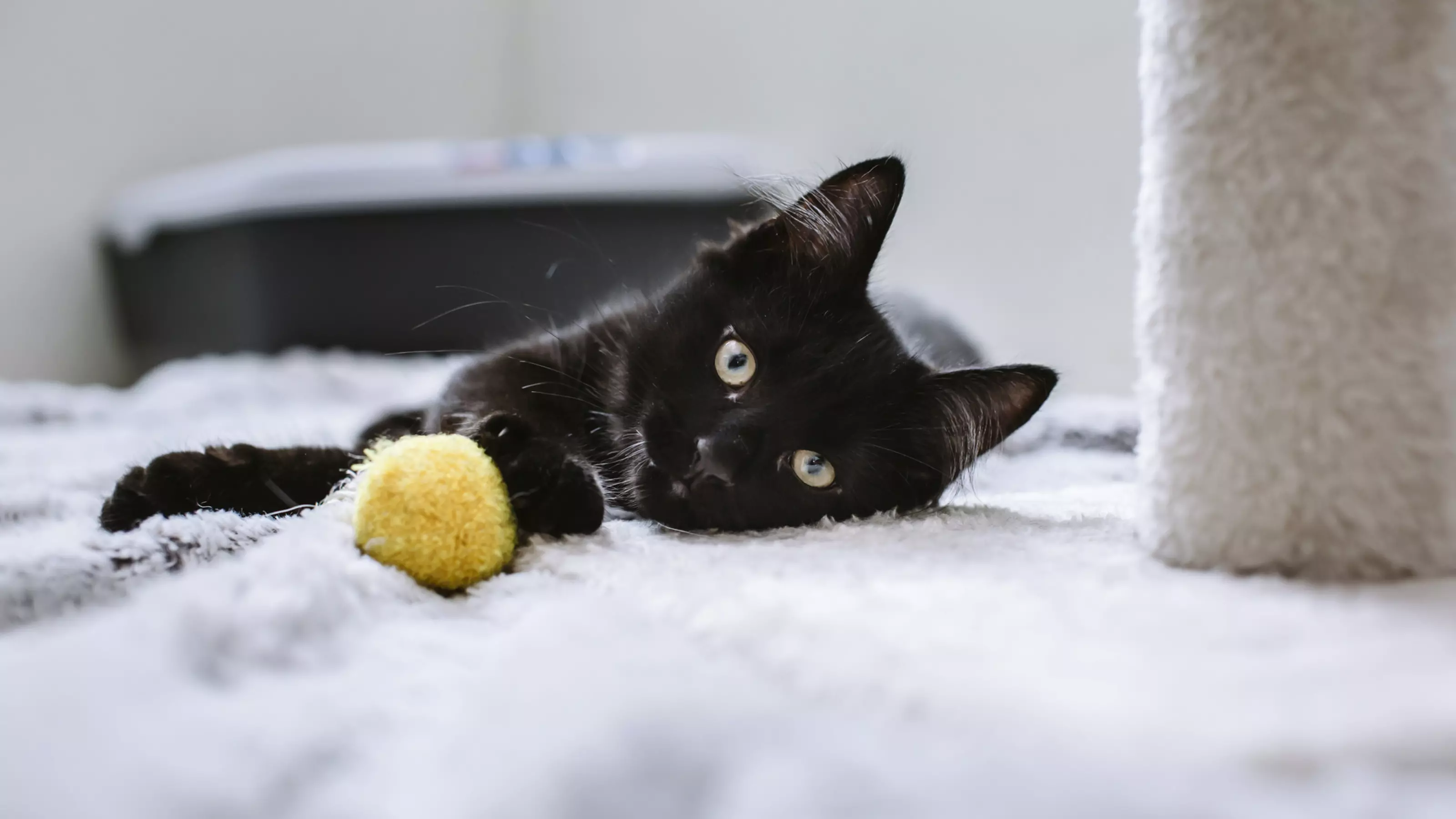 Black kitten with toy