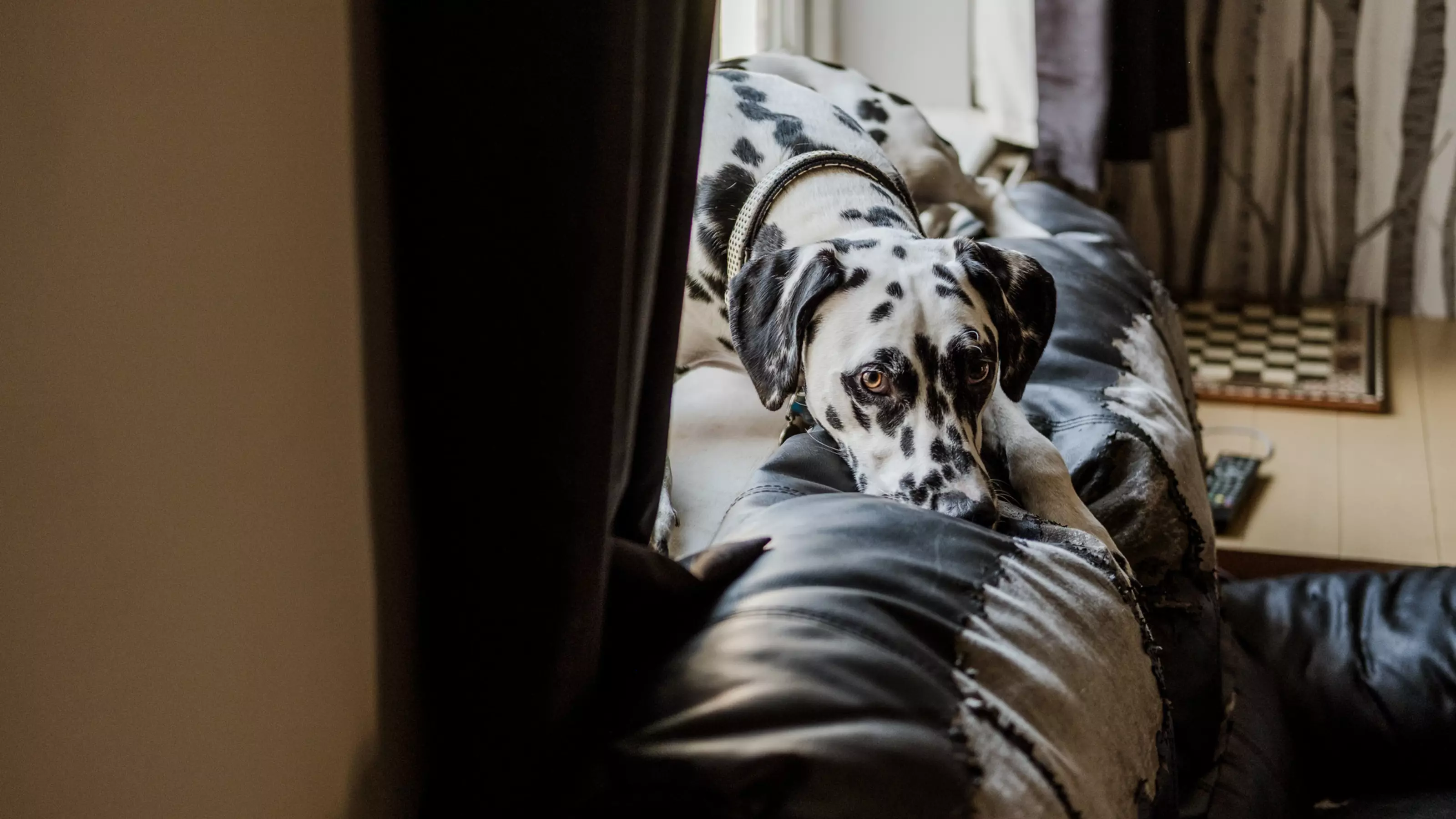 Dalmatian dog lying on back of sofa on windowsill looking sad