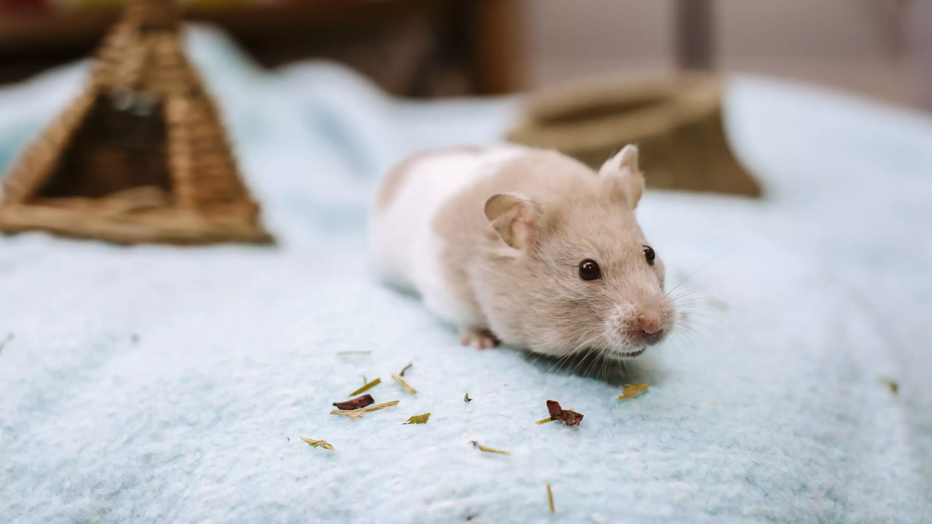 Frost the hamster at home