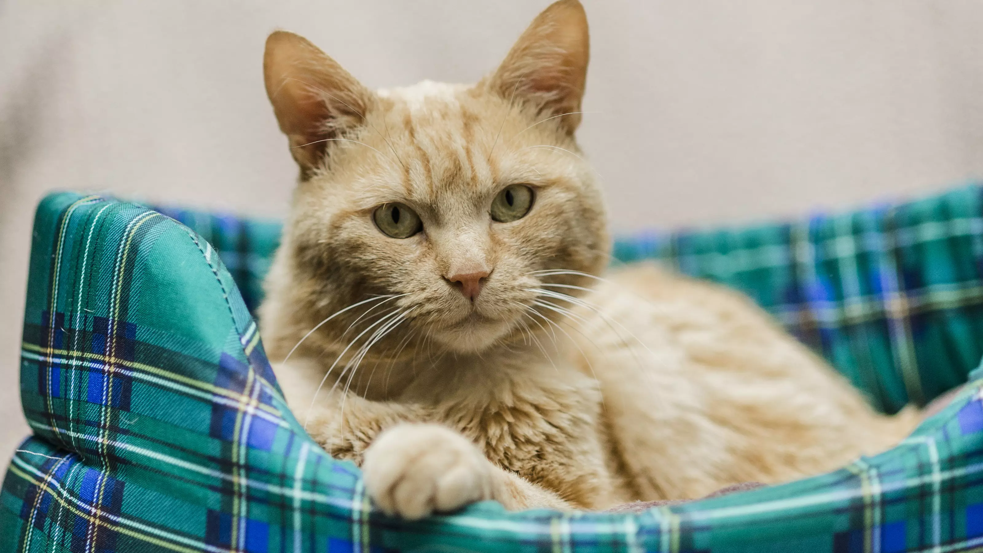 ginger cat in a bed