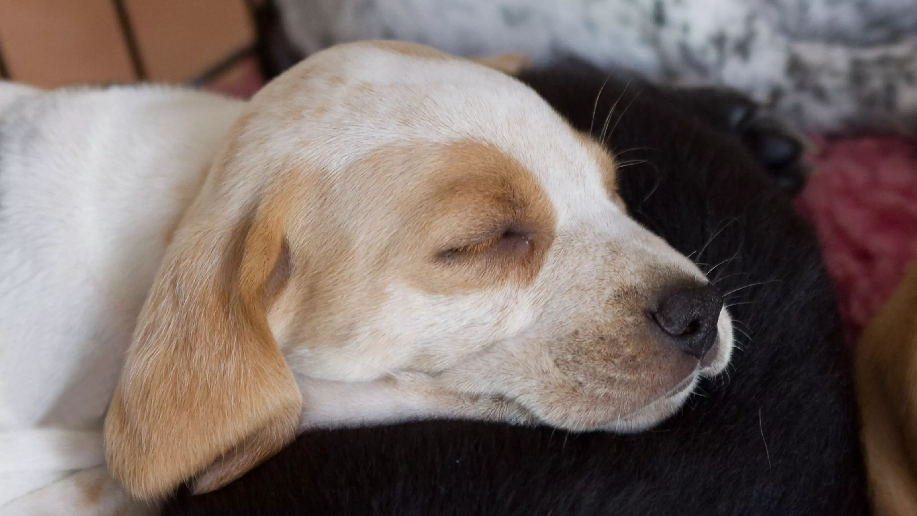 Puppy sleeping soundly
