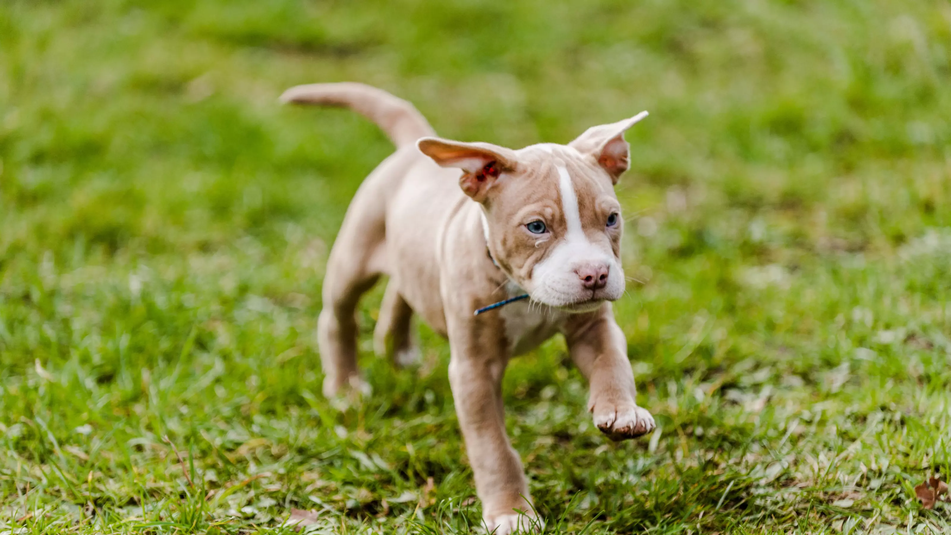 Puppy running in garden