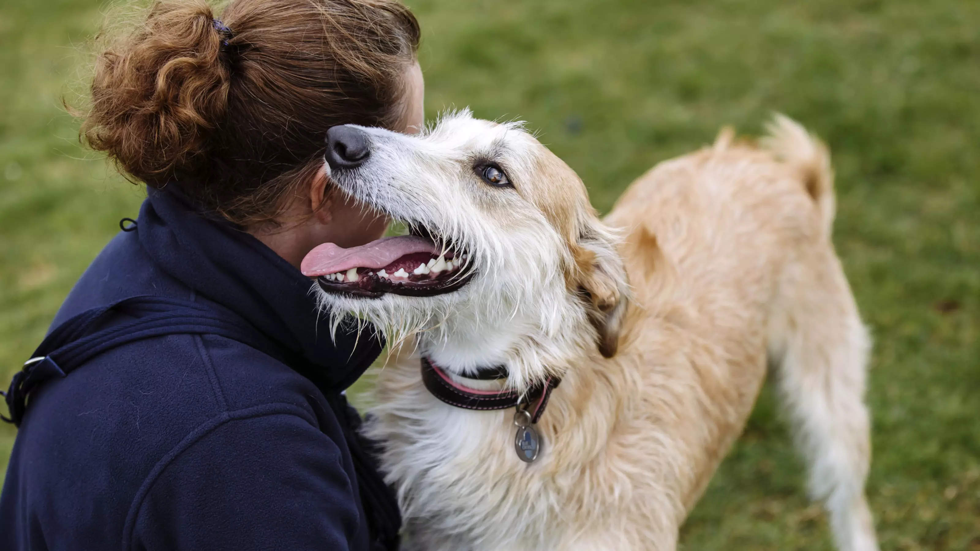 Rocky the lurcher at Burford rehoming centre