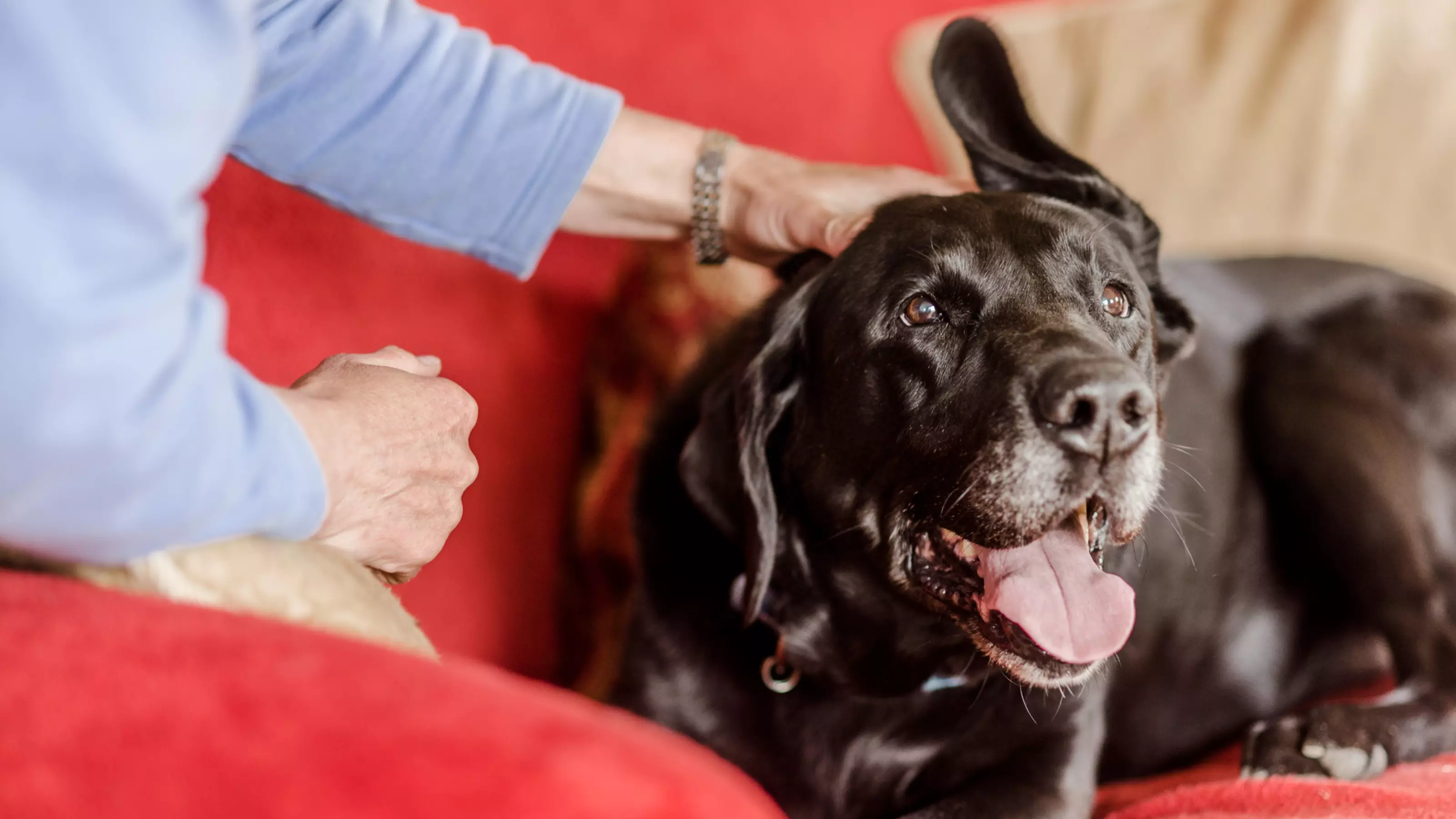 Labrador Jake getting a fuss while sitting on sofa