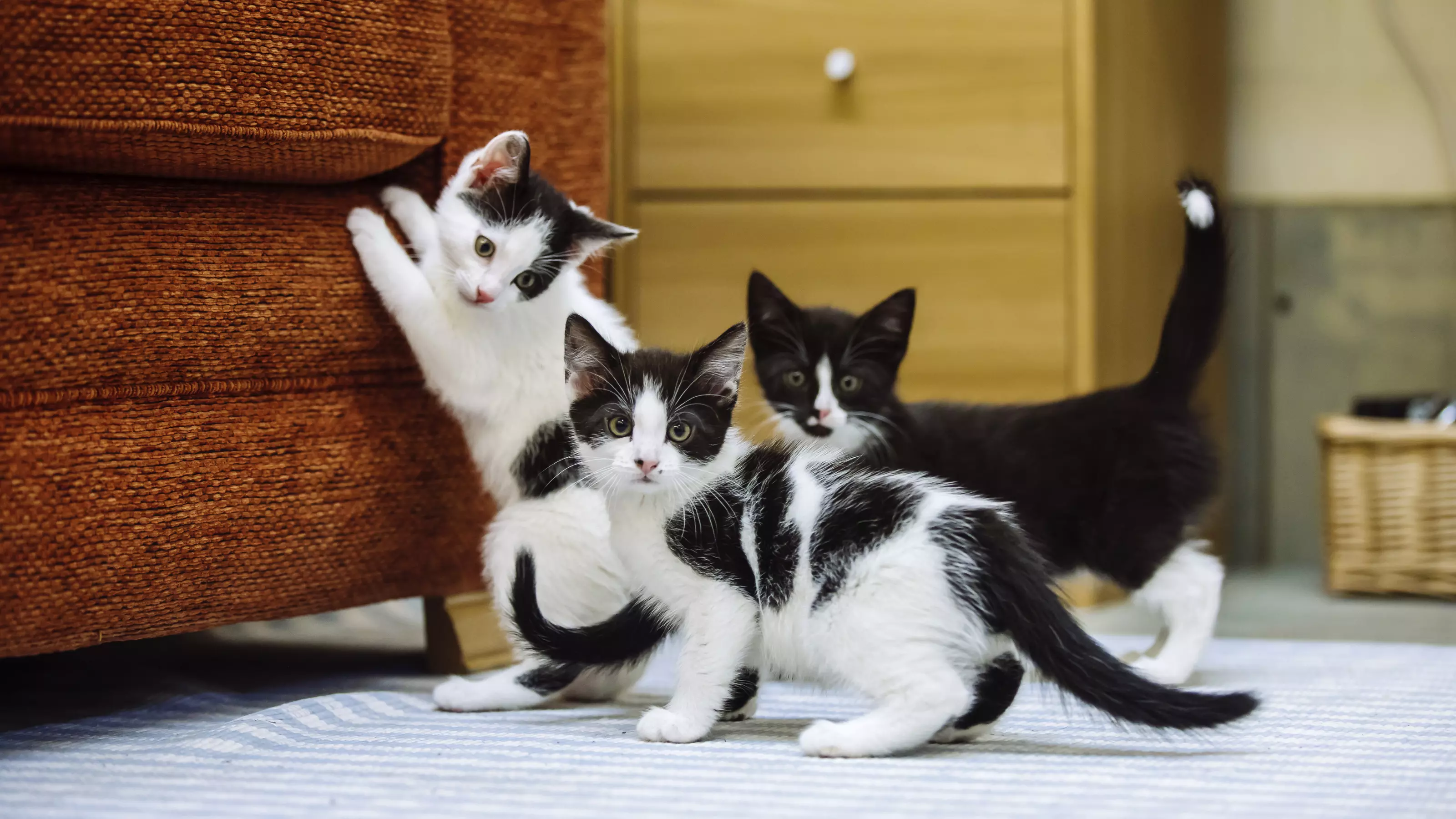 Three black and white kittens play. One has their paws up on a sofa and the others look towards the camera.