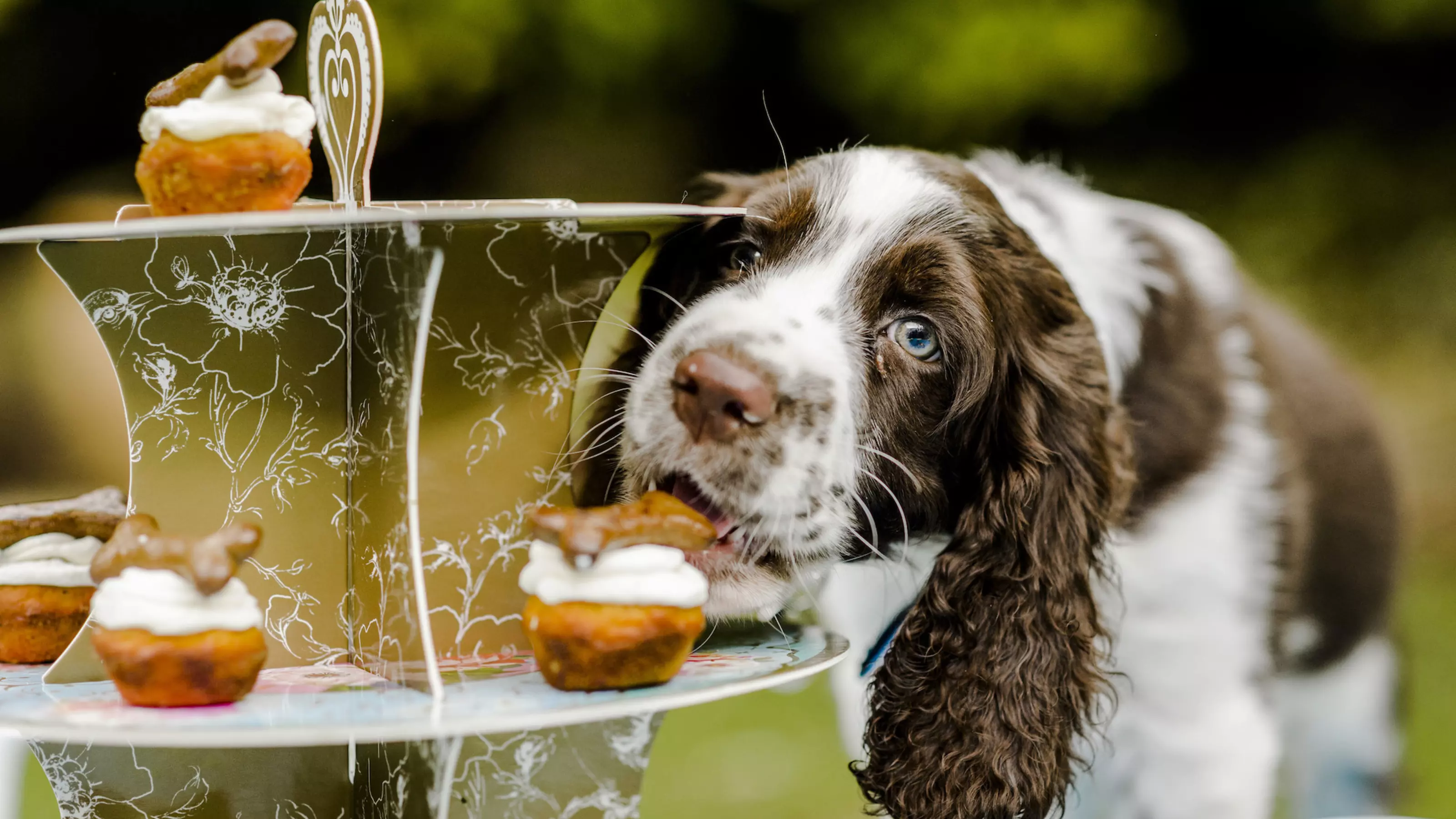 Cocker spaniel, sneakily eating a cake for dogs