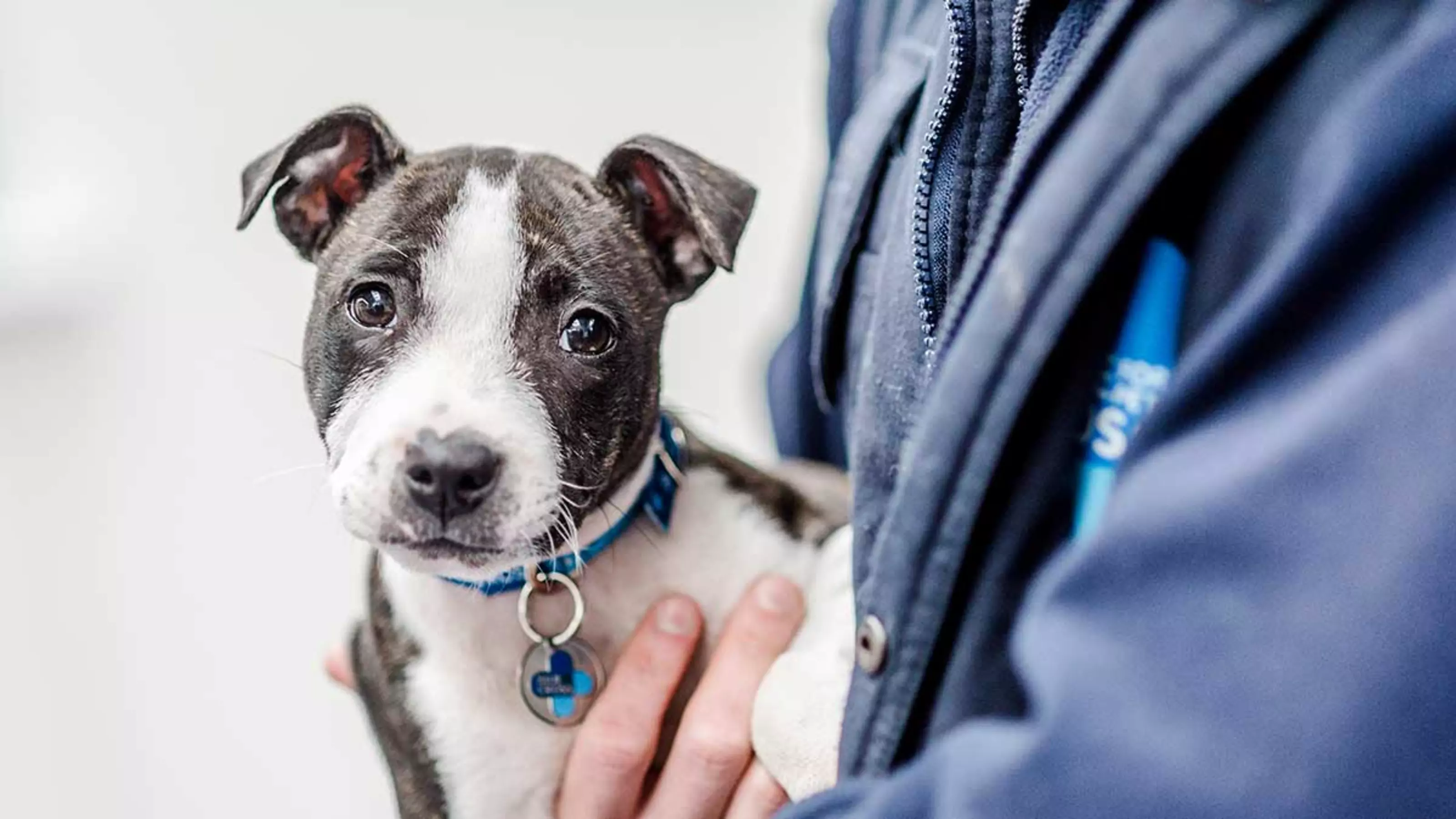 Staffordshire bull terrier looking softly into camera