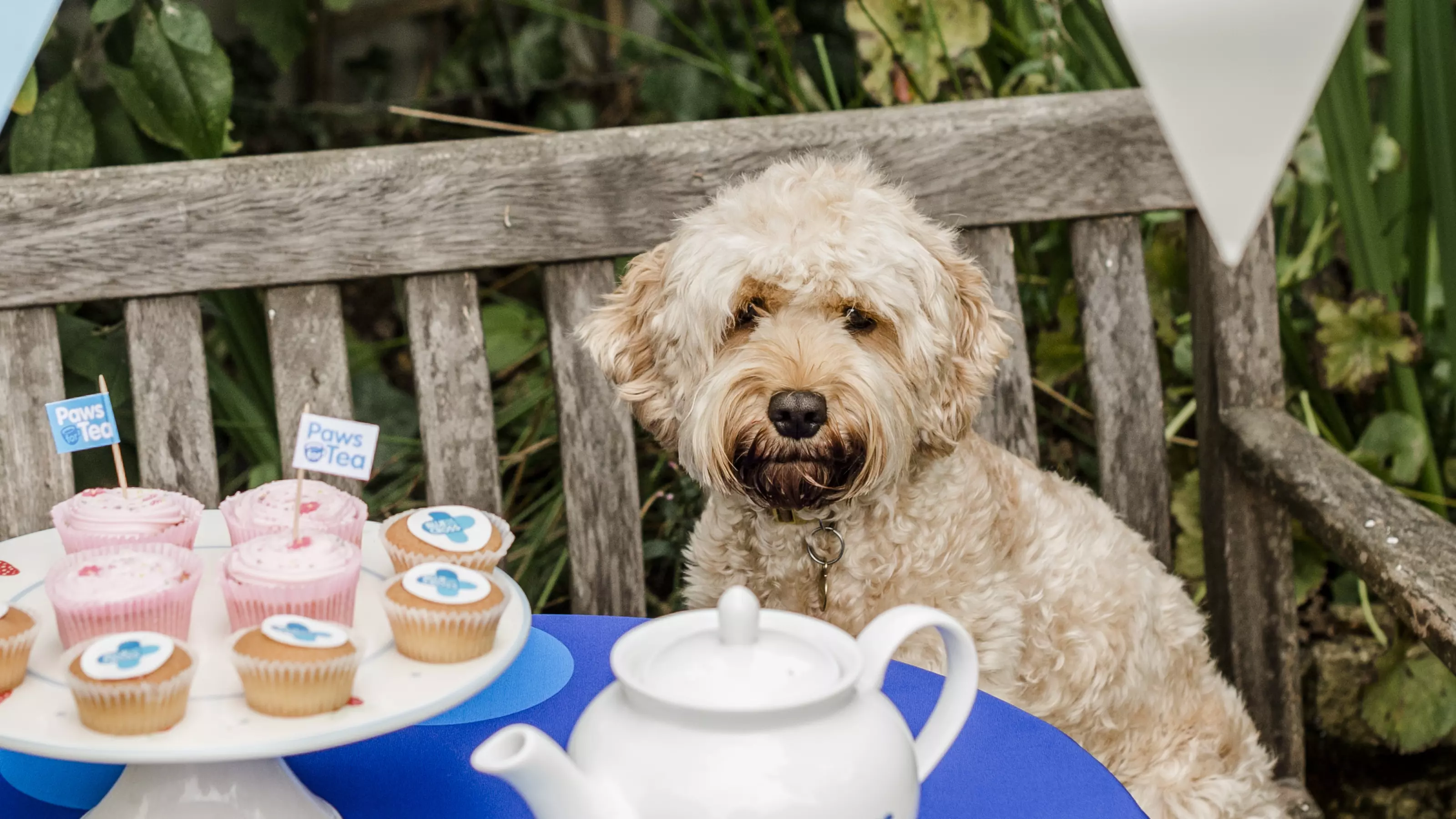 A golden cockerpoo sits on a bench looking a table which is laden with cupcakes and a teapot
