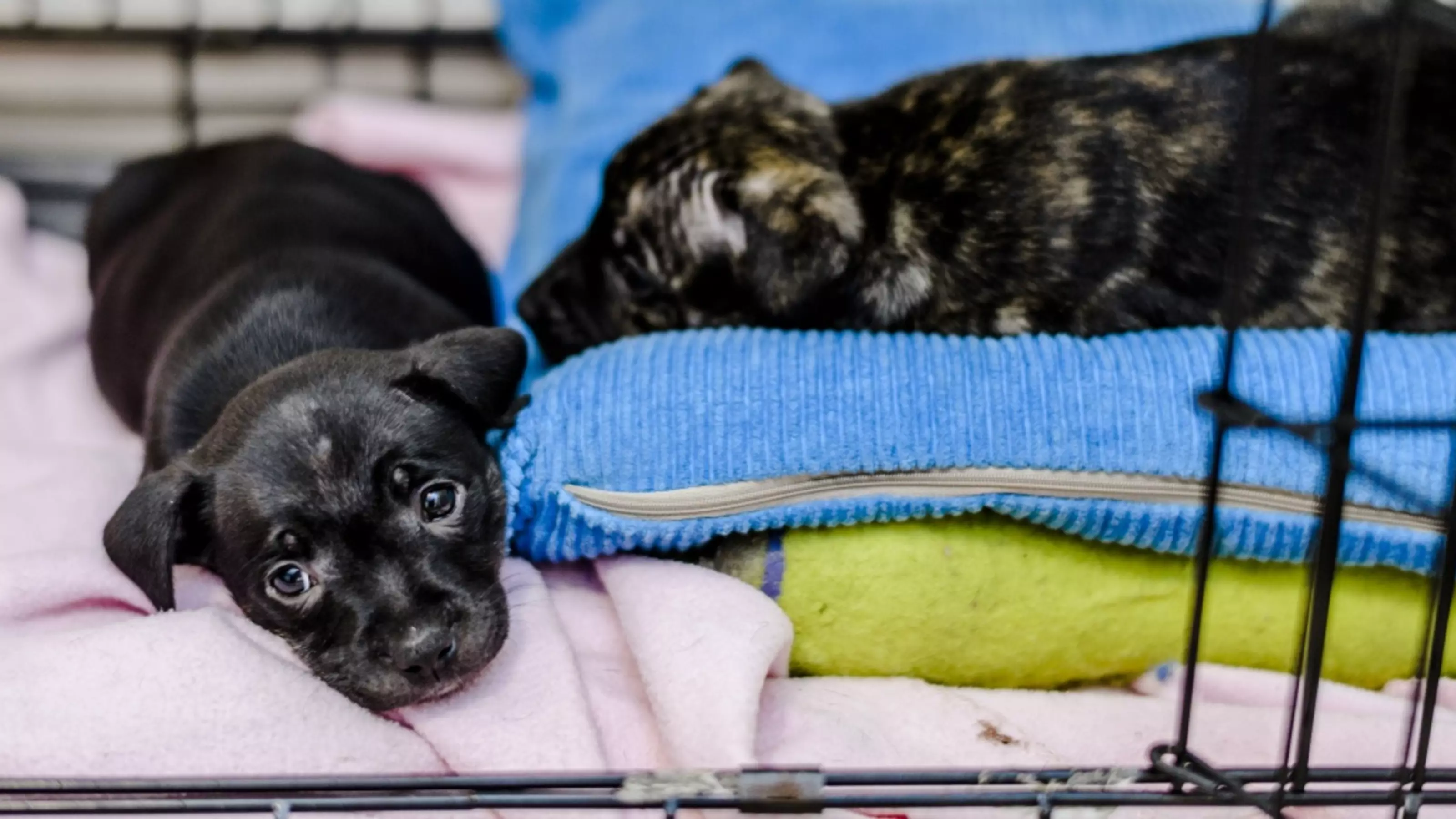 Two puppies in crate