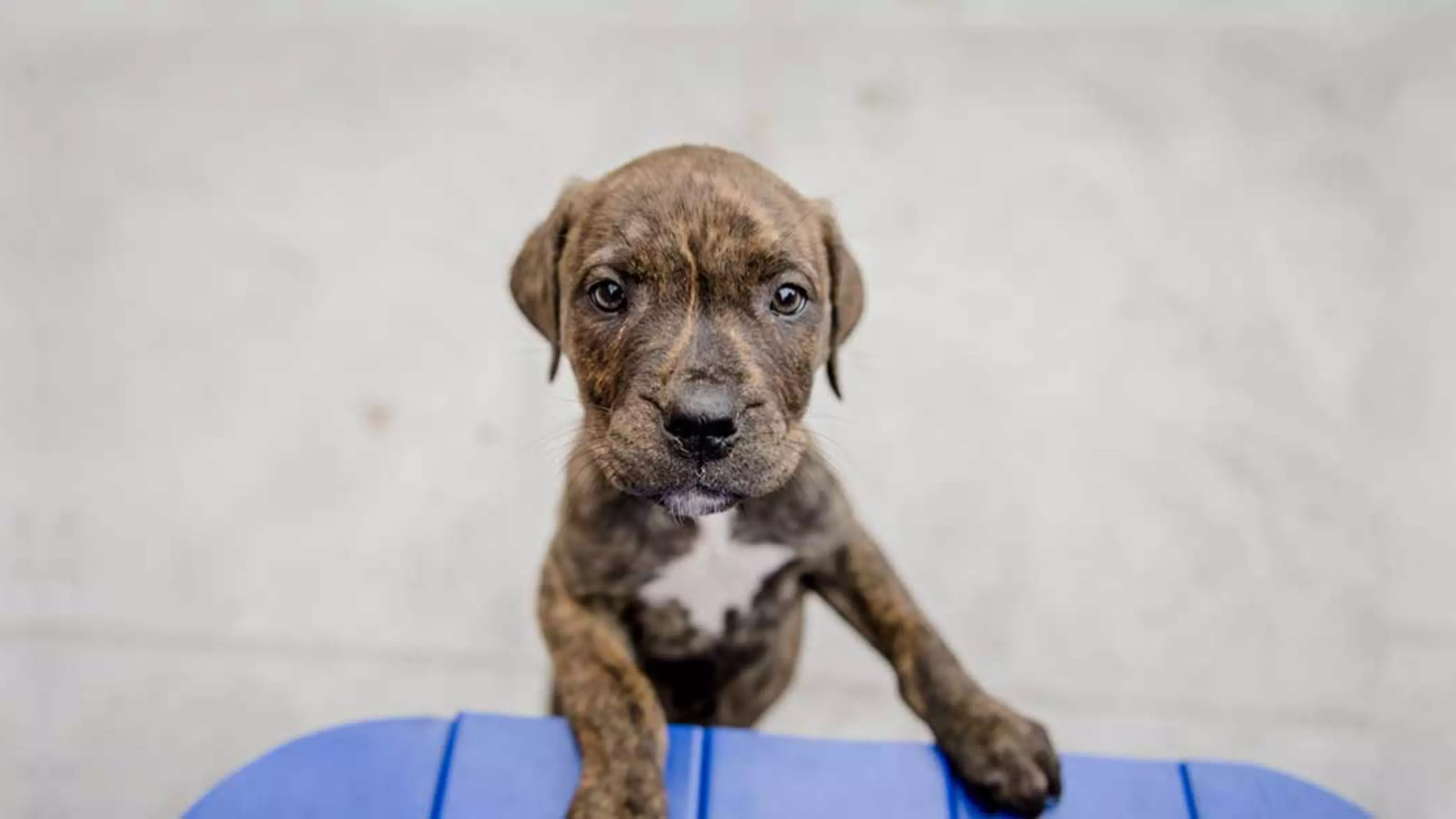 Brown puppy looking into camera