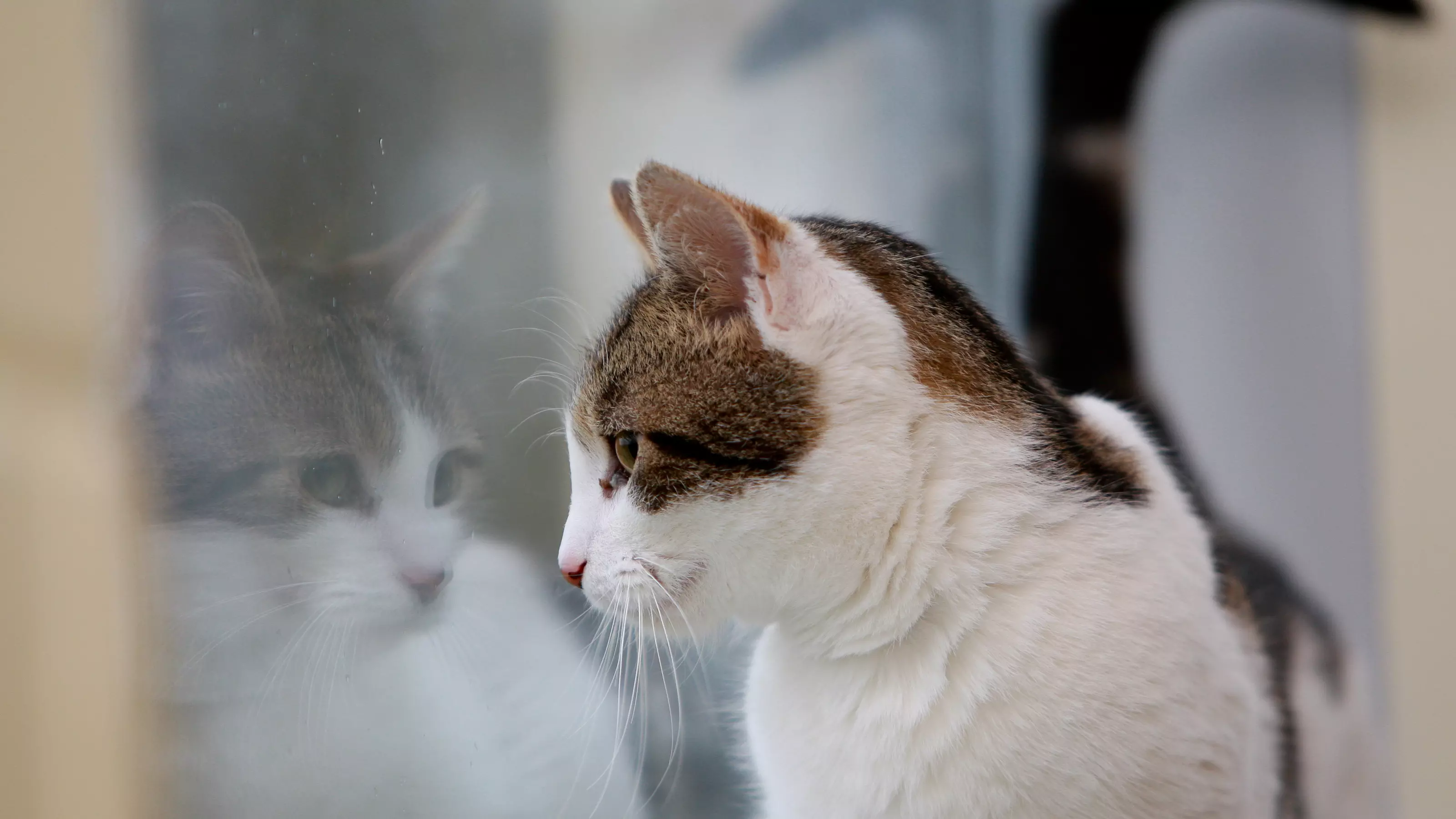 A white and tabby cat looks out of a window