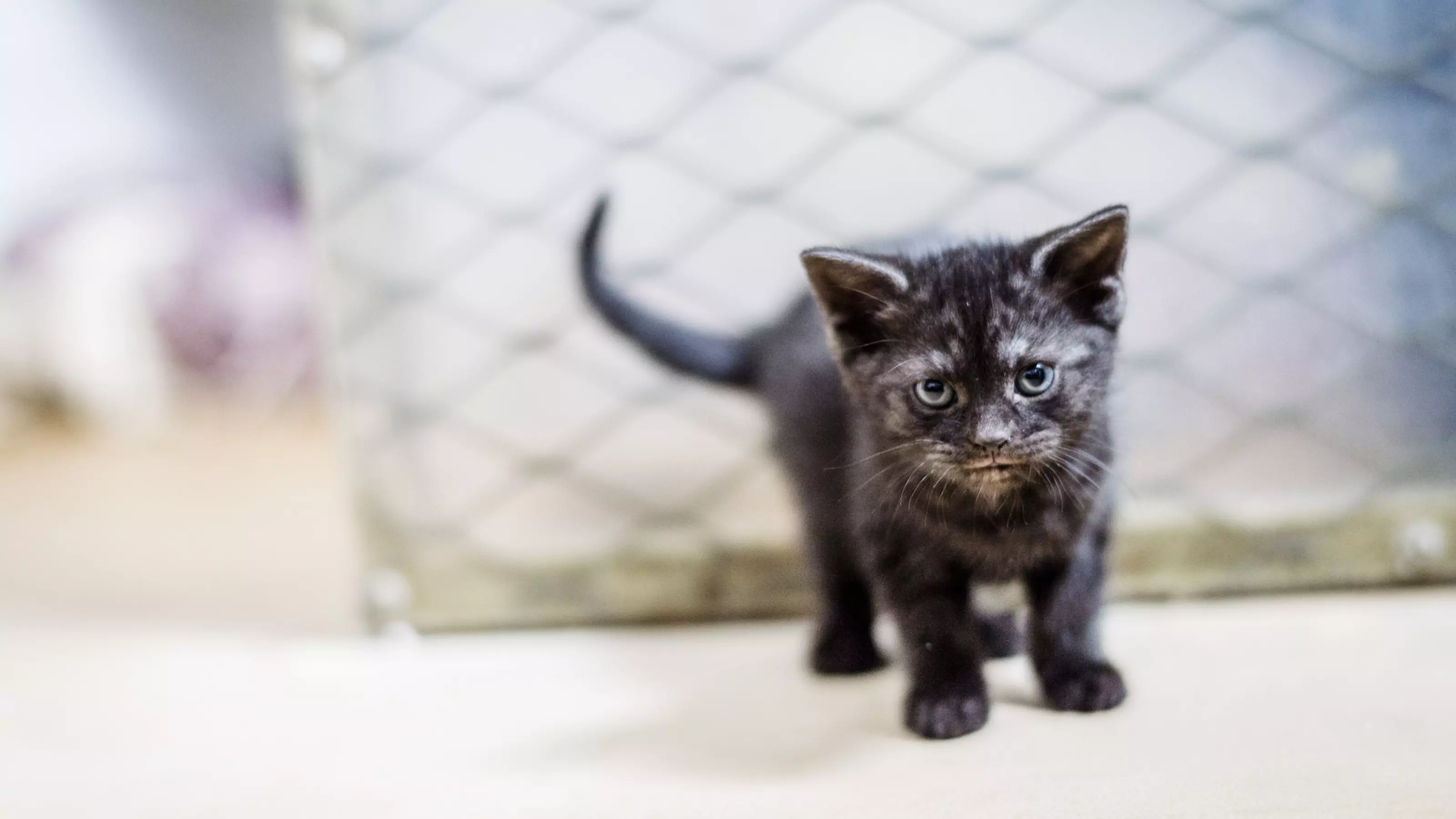 Kitten walking in front of a mesh background