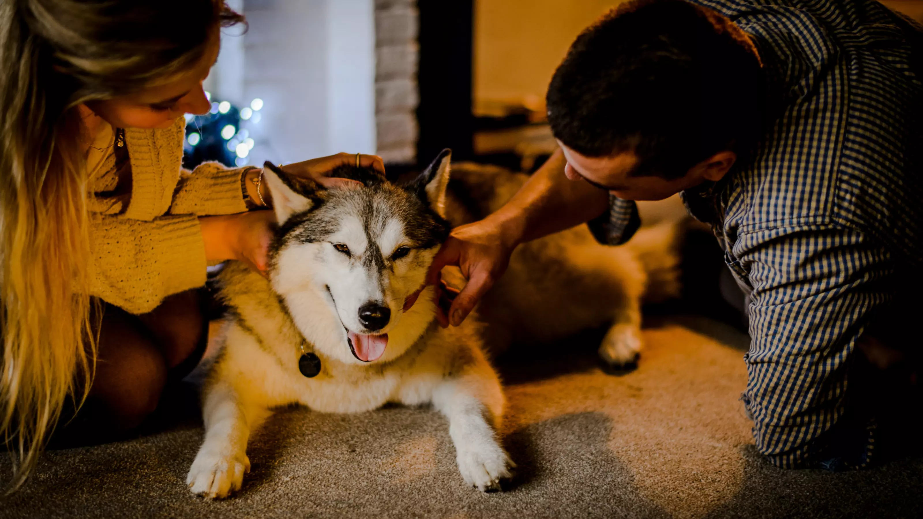 Cinders the husky sits by the fire stroked by his owners