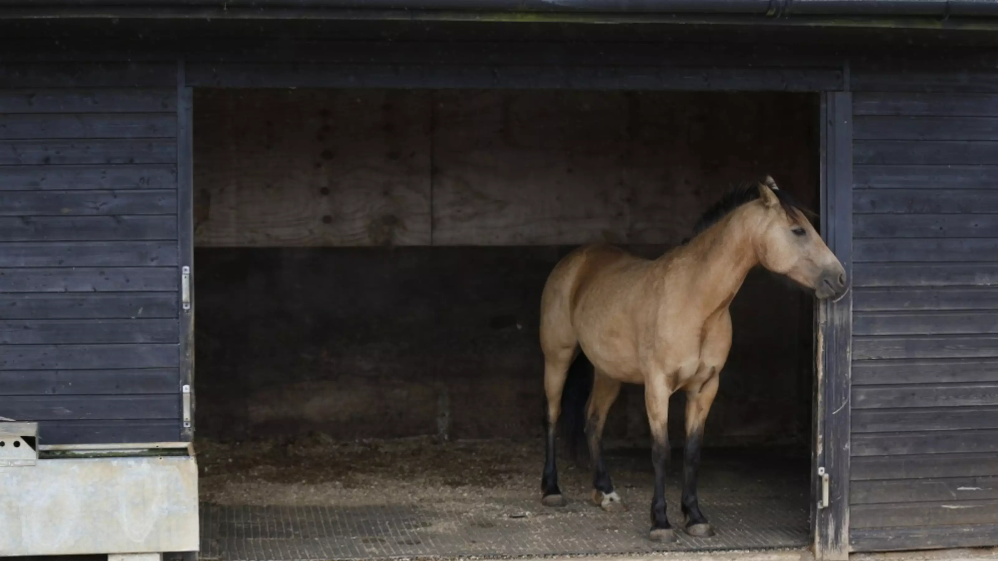 a brown horse stands inside a stable and looks out. The door is open.