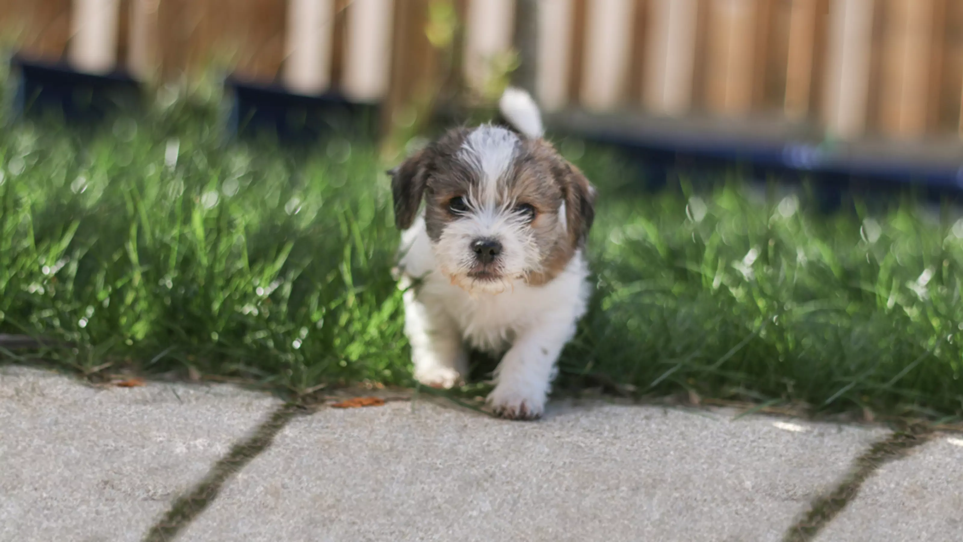 Herbie the puppy walking towards camera
