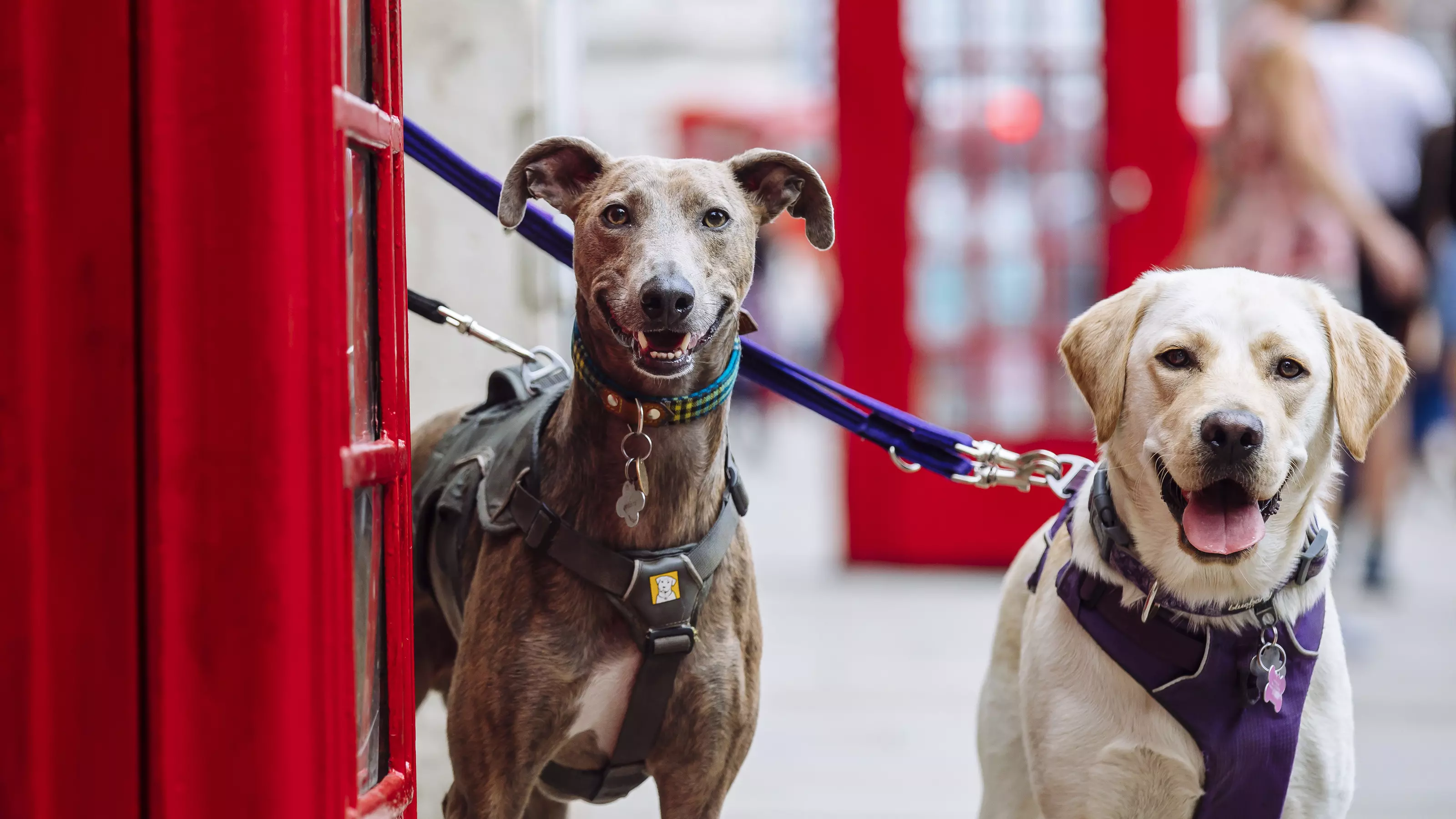 Brindle lurcher and golden Labrador side by side by a London phonebox, looking to camera