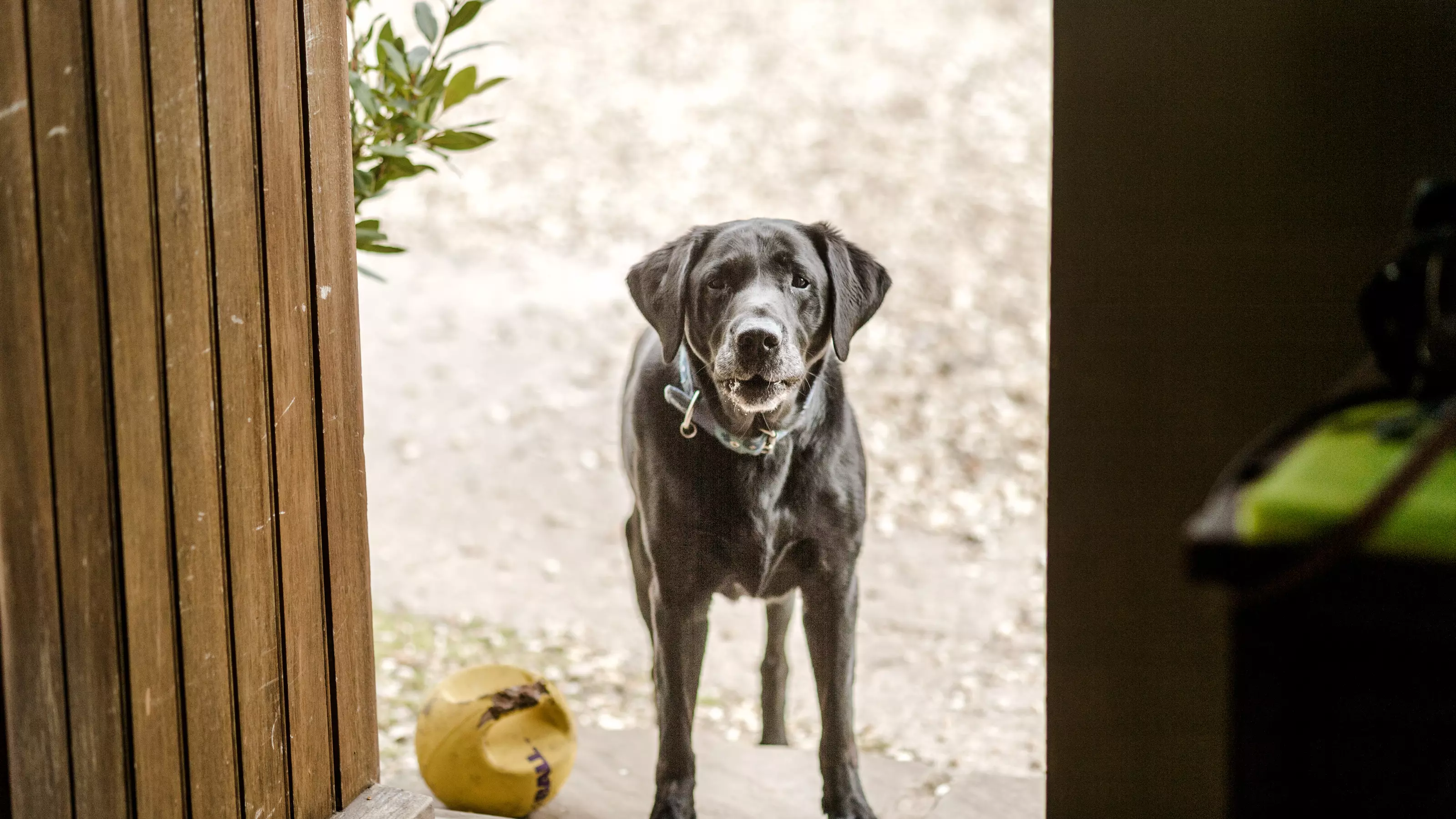 Black Labrador stood at back door of house, looking to camera