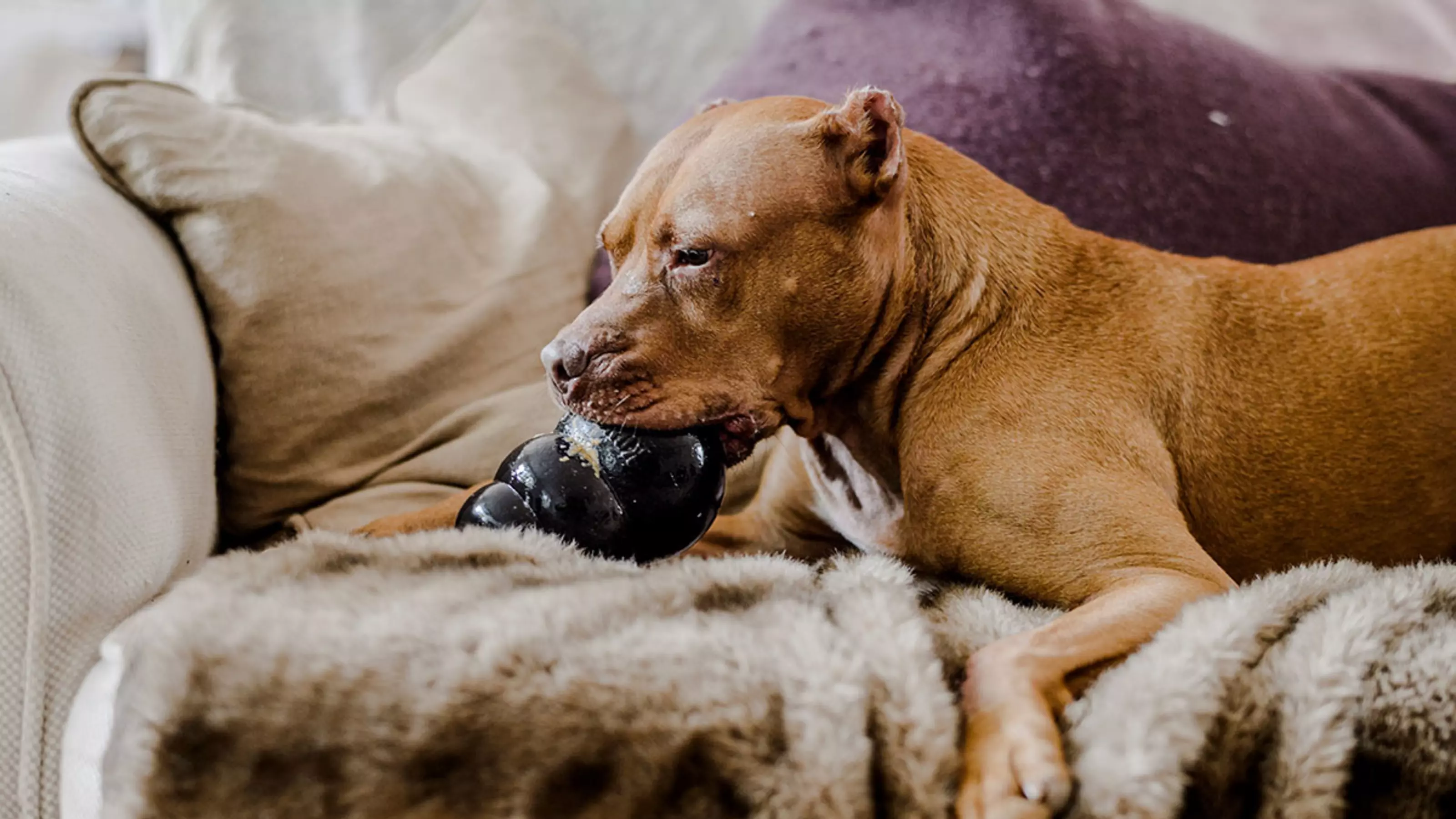 Archie the pitbull playing with a kong on sofa