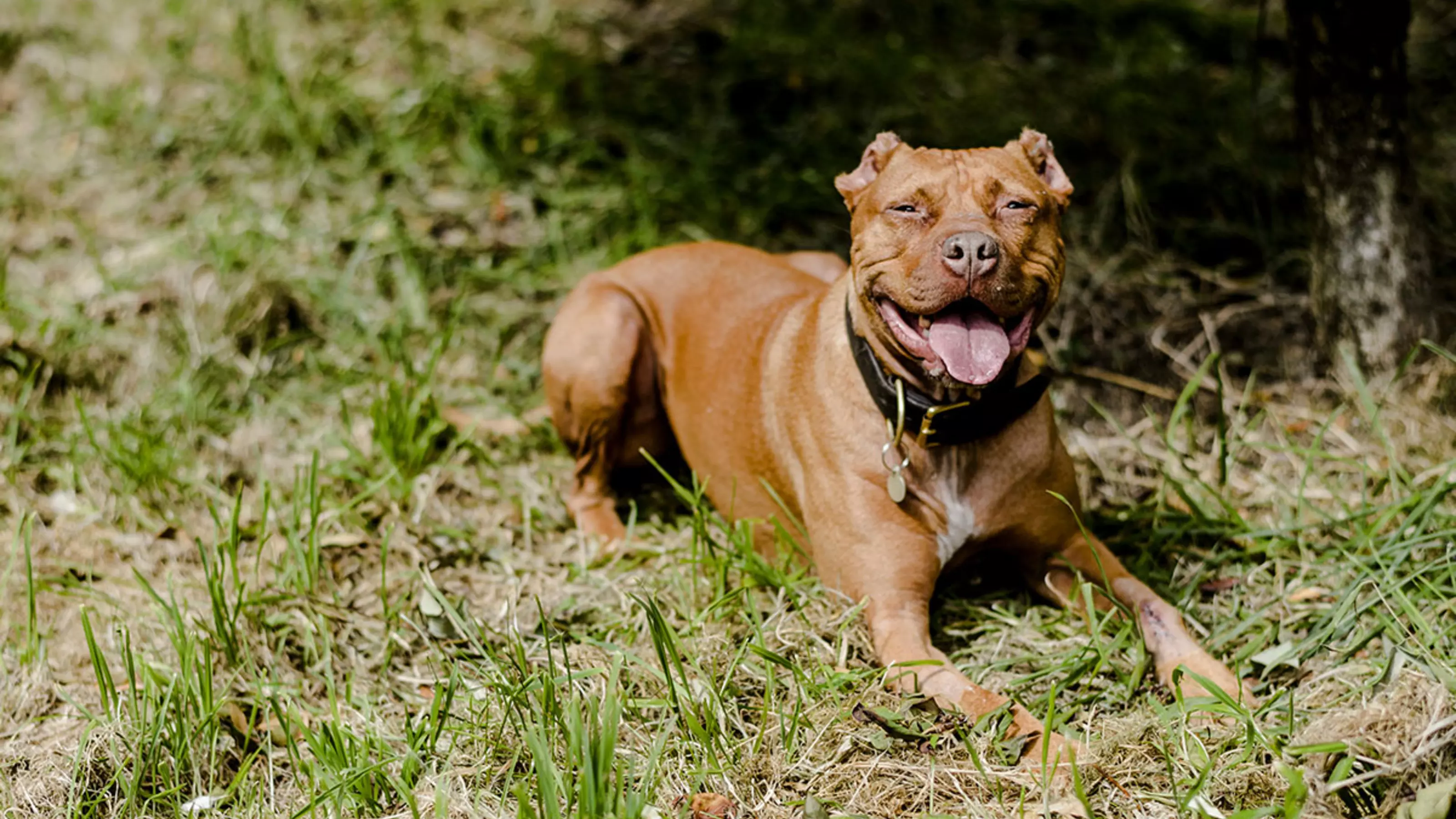 Archie the pitbull terrier sitting happily under tree