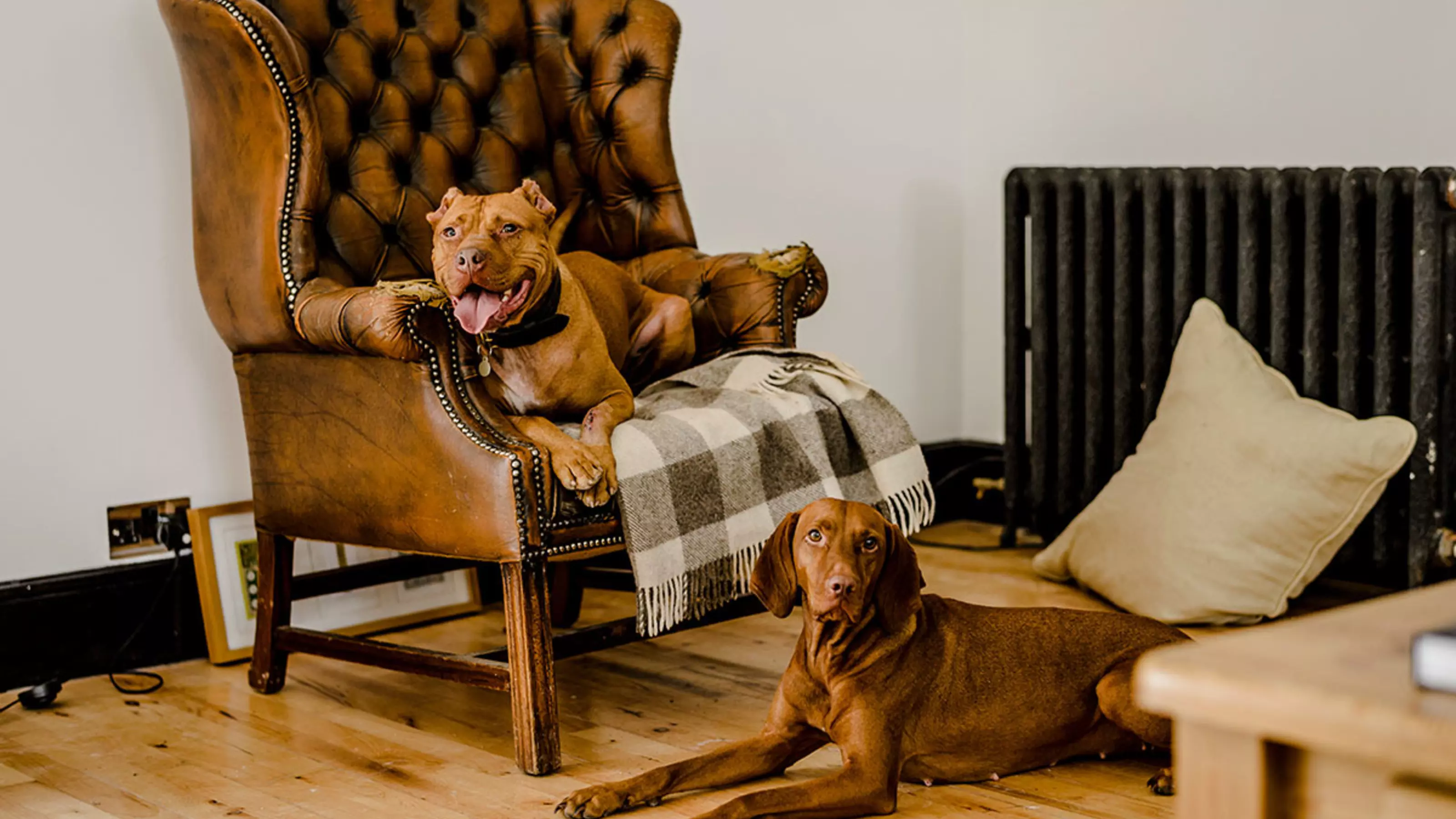 Archie the pitbull terrier sitting on comfortable chair with his best friend Ella