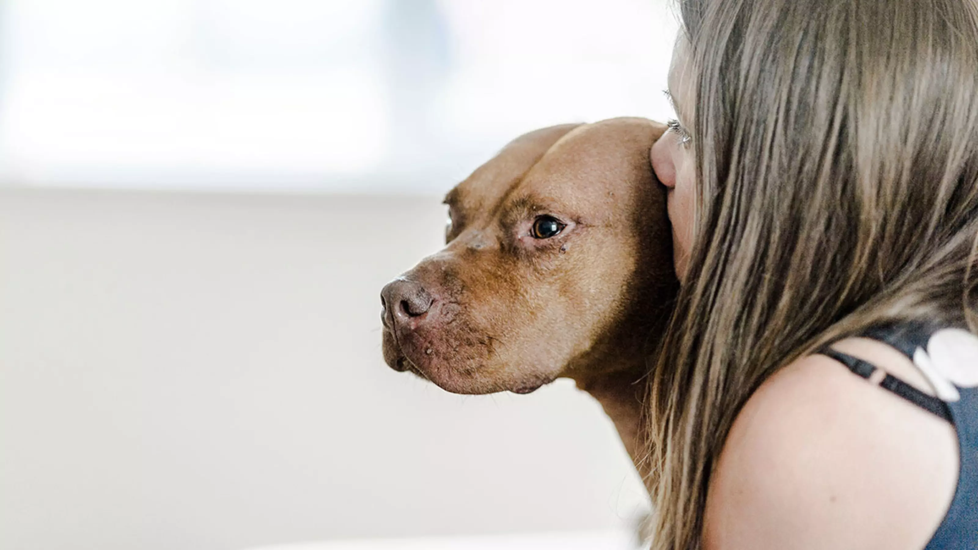 Archie the pitbull