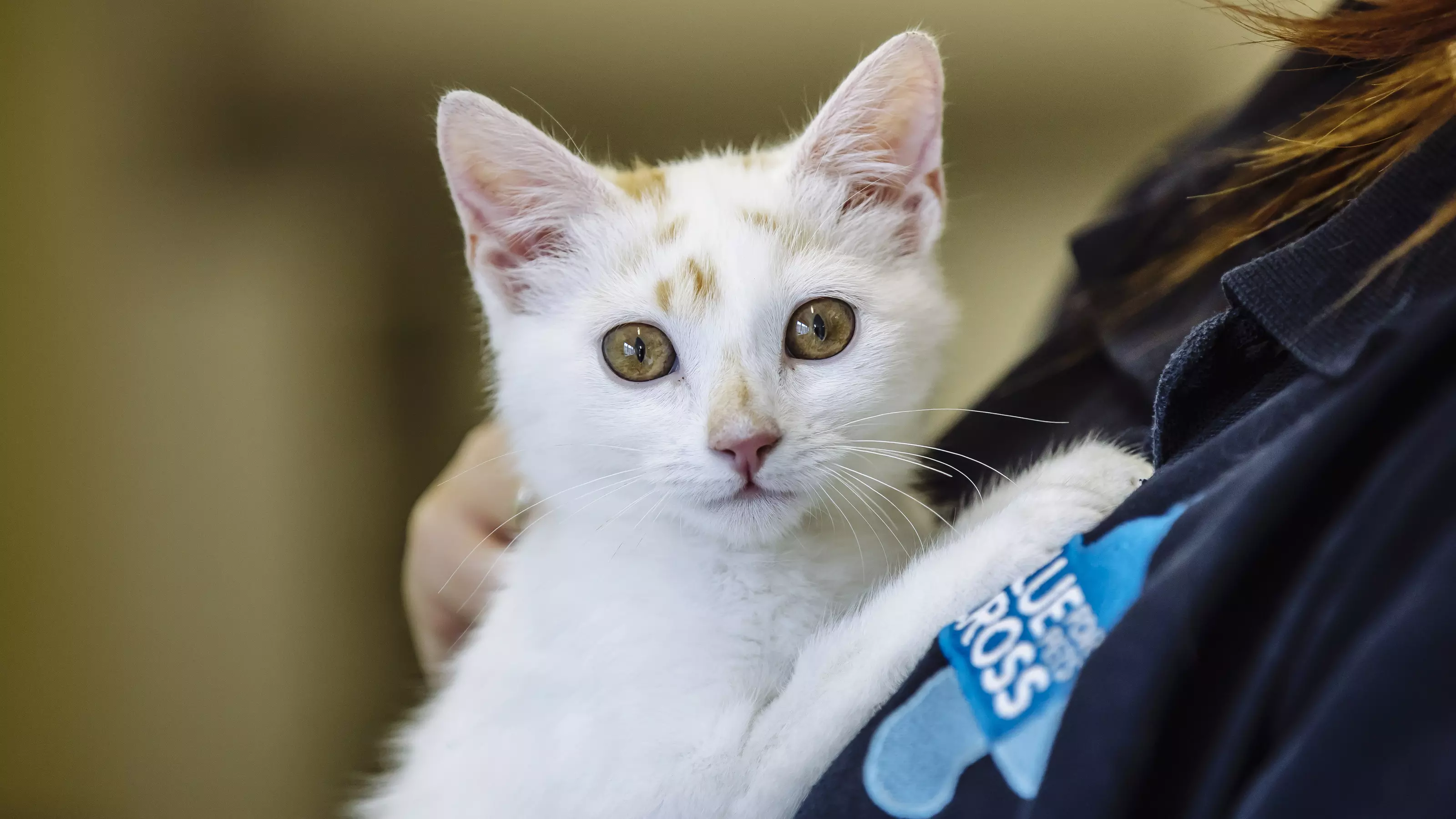 A white kitten with ginger flecks on her face is cuddled by a Blue Cross employee. The Blue Cross logo can be seen on the employee's uniform.