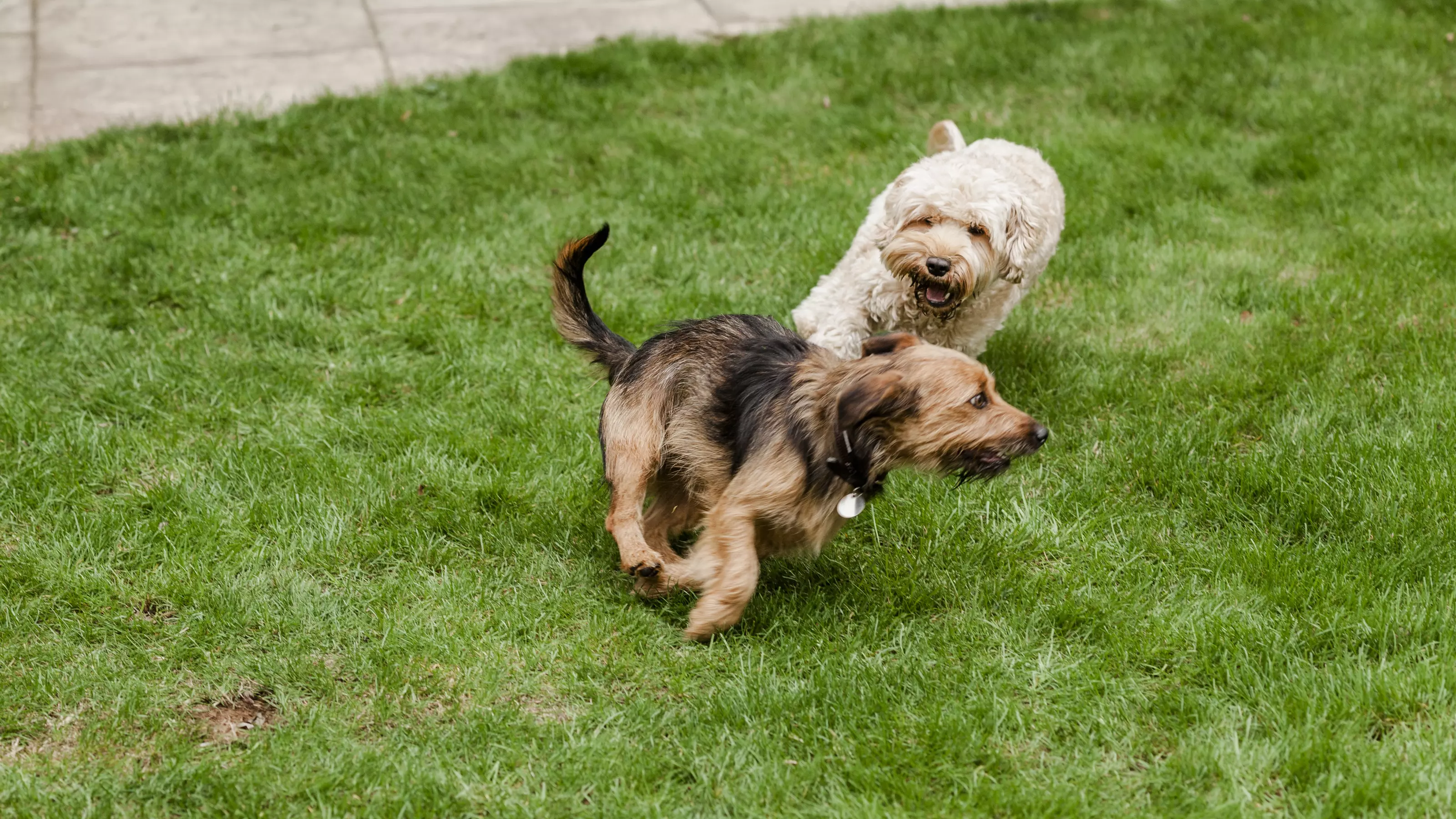 Two dogs running around a garden on the grass