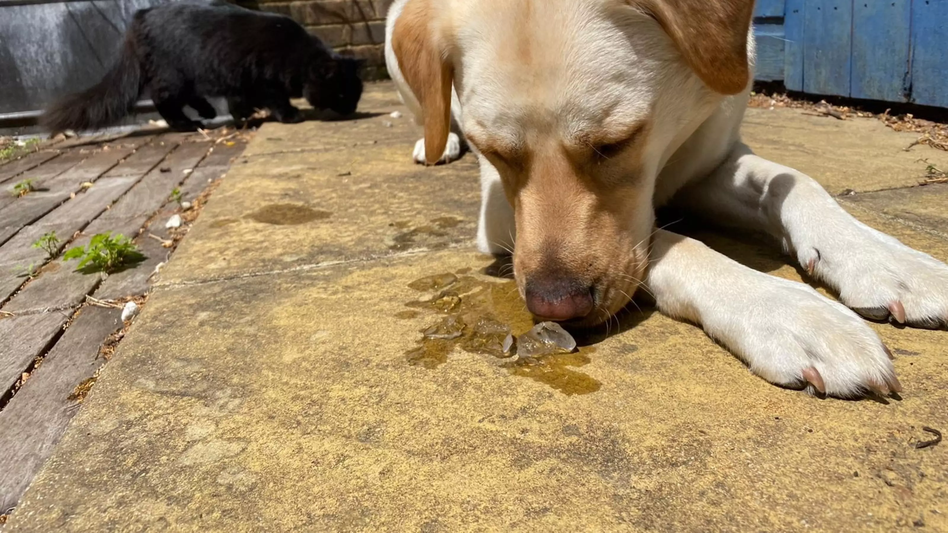 Golden Labrador licking ice cube on floor
