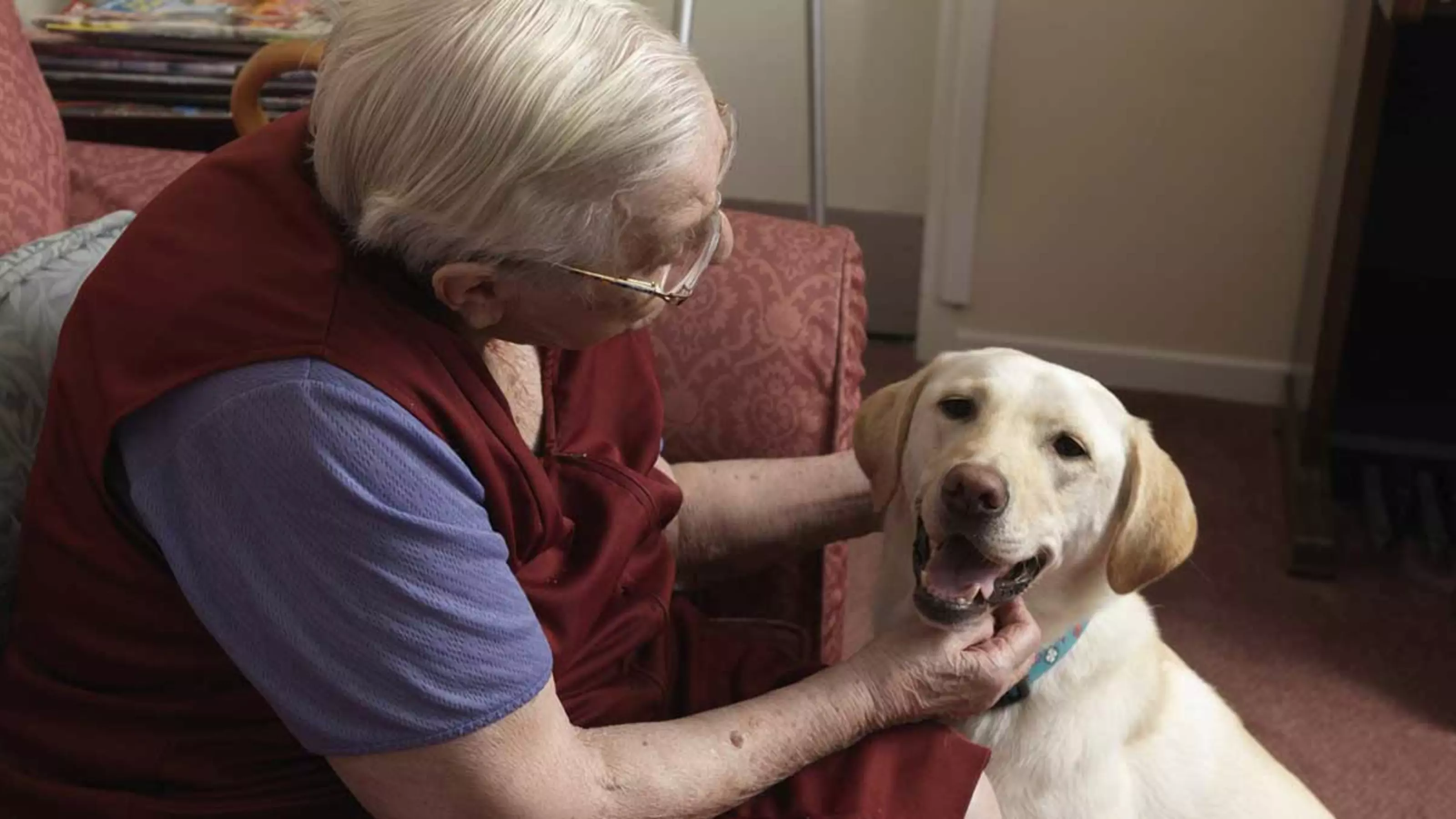 A lady sitting on her sofa stroking a Labrador dog