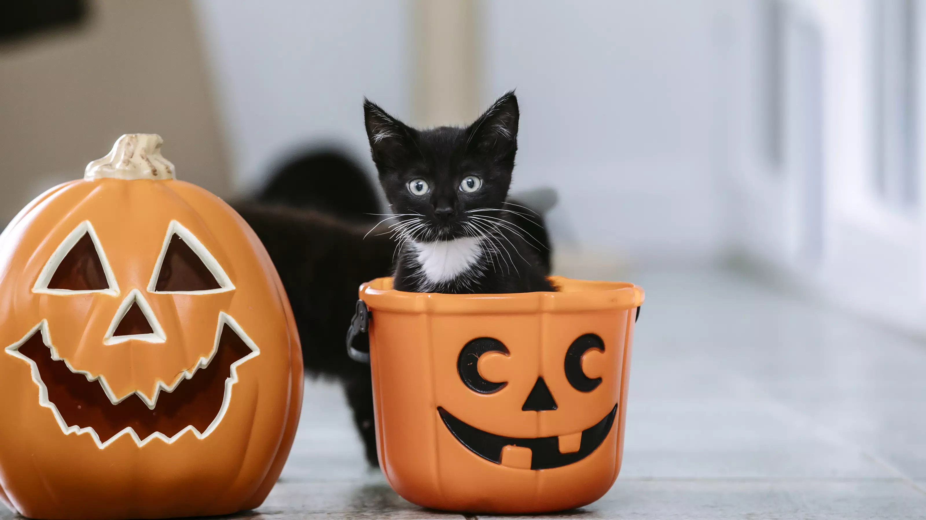 Kitten in a Halloween pumpkin