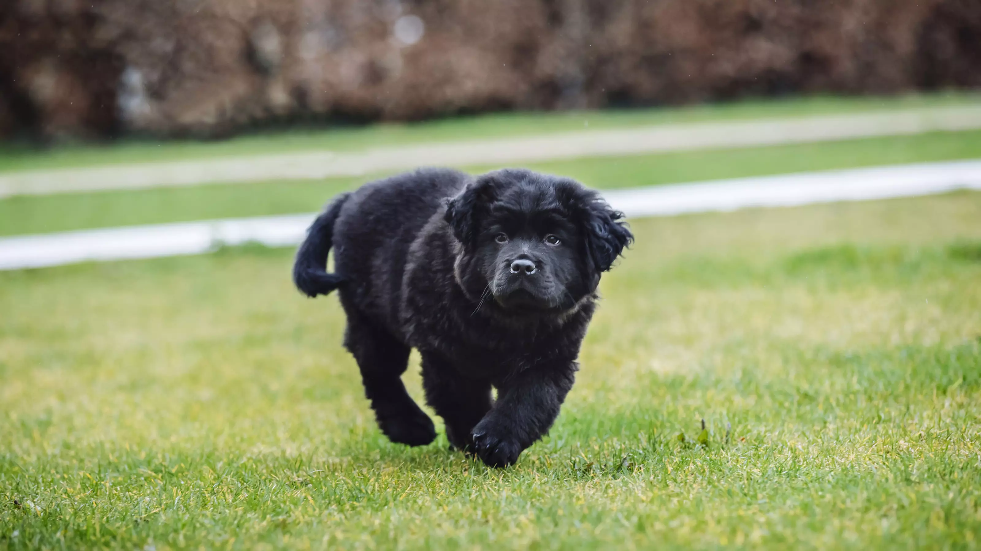 Black dog playing on the grass