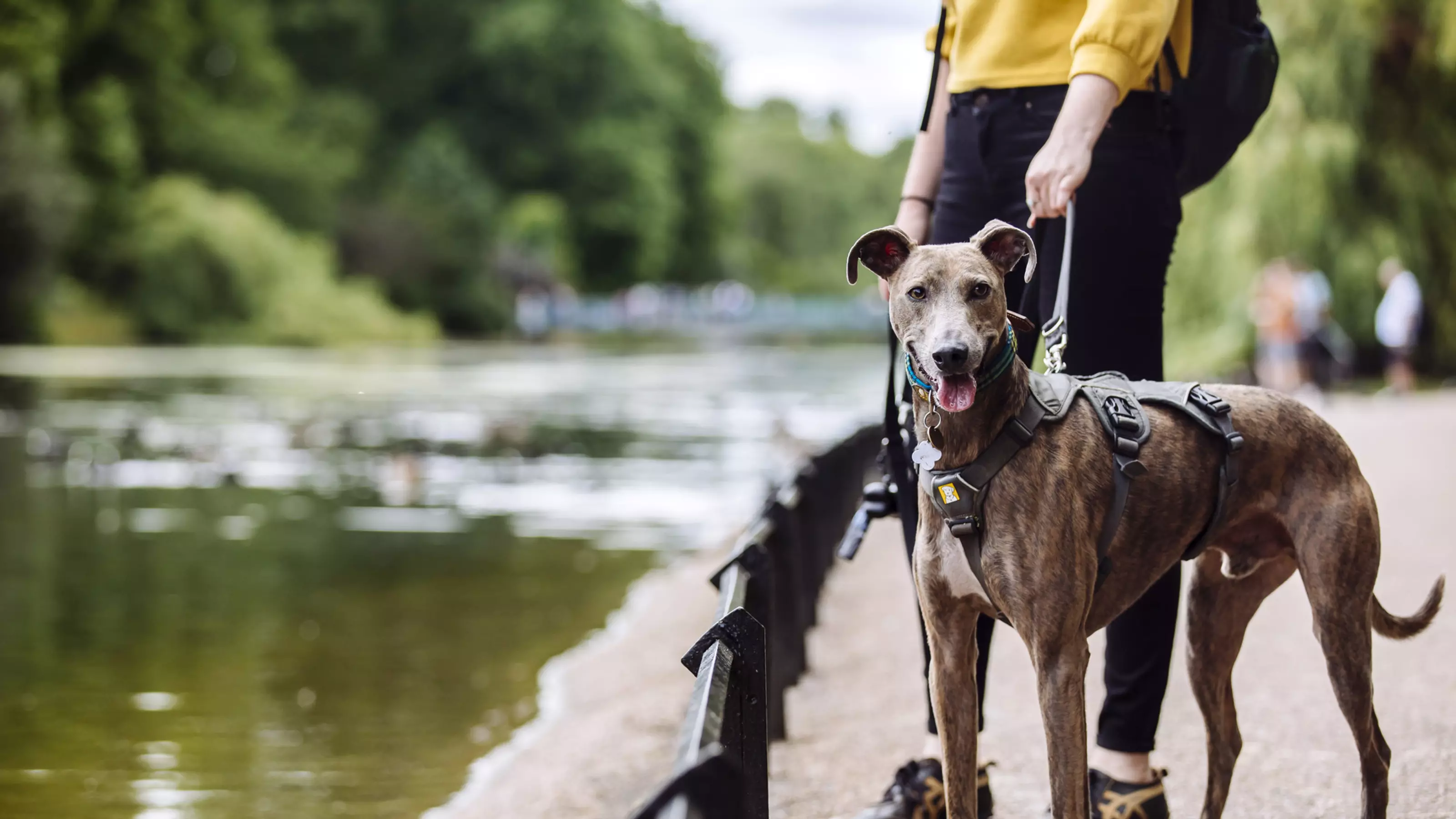 Best off lead dog walks near me top