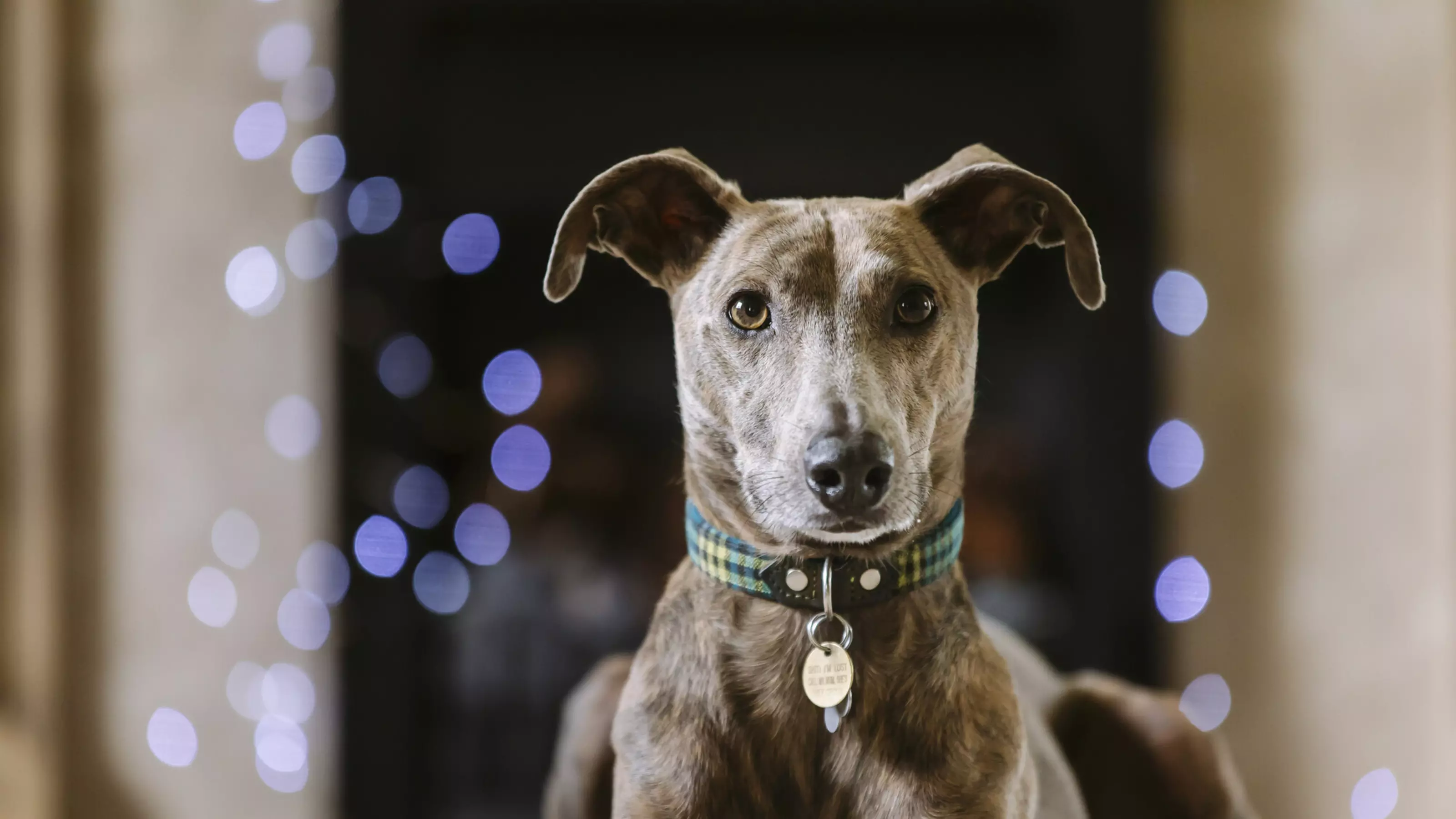 Flynn in front of fireplace decorated with Christmas lights