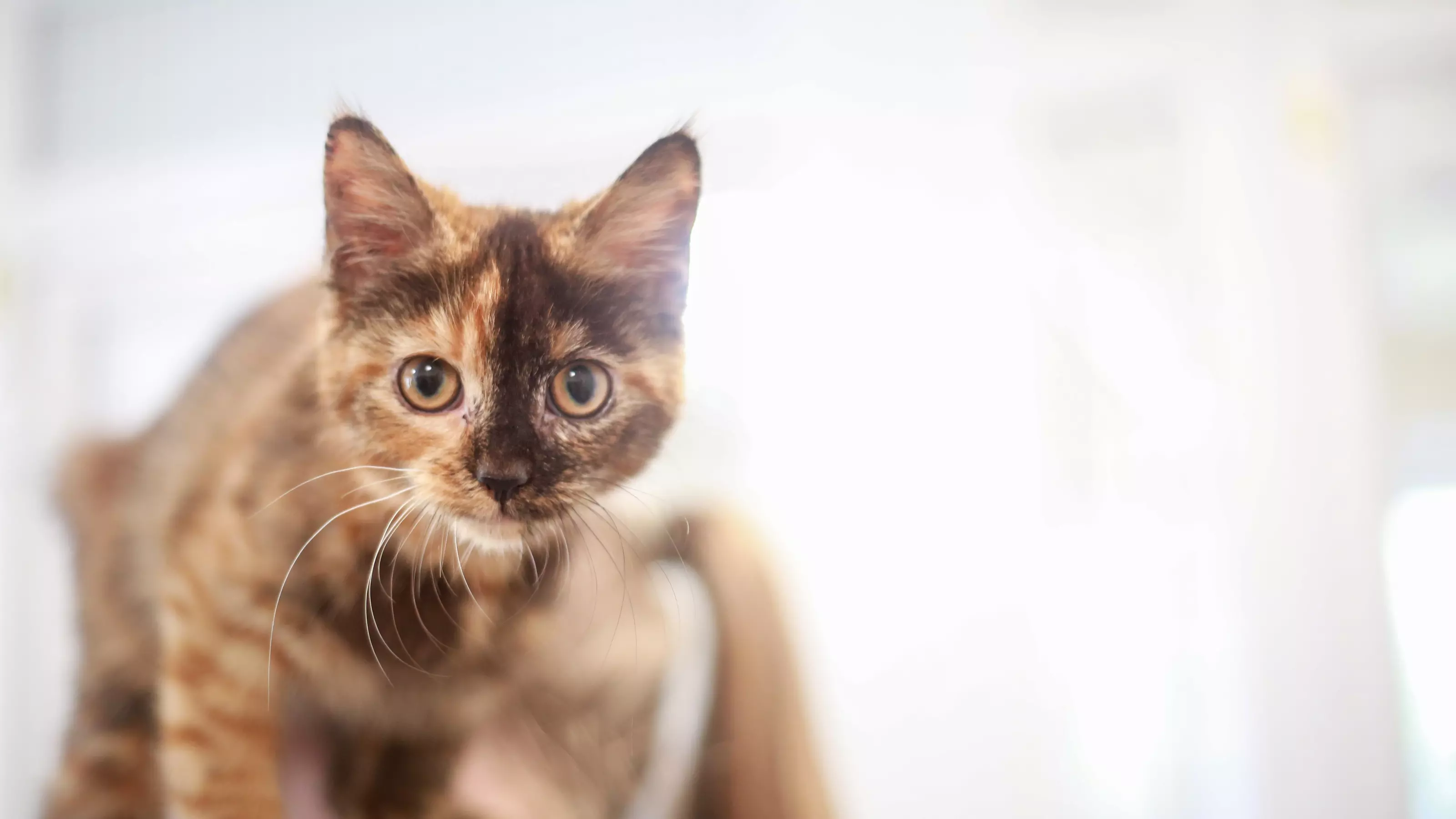 Cat looking at camera