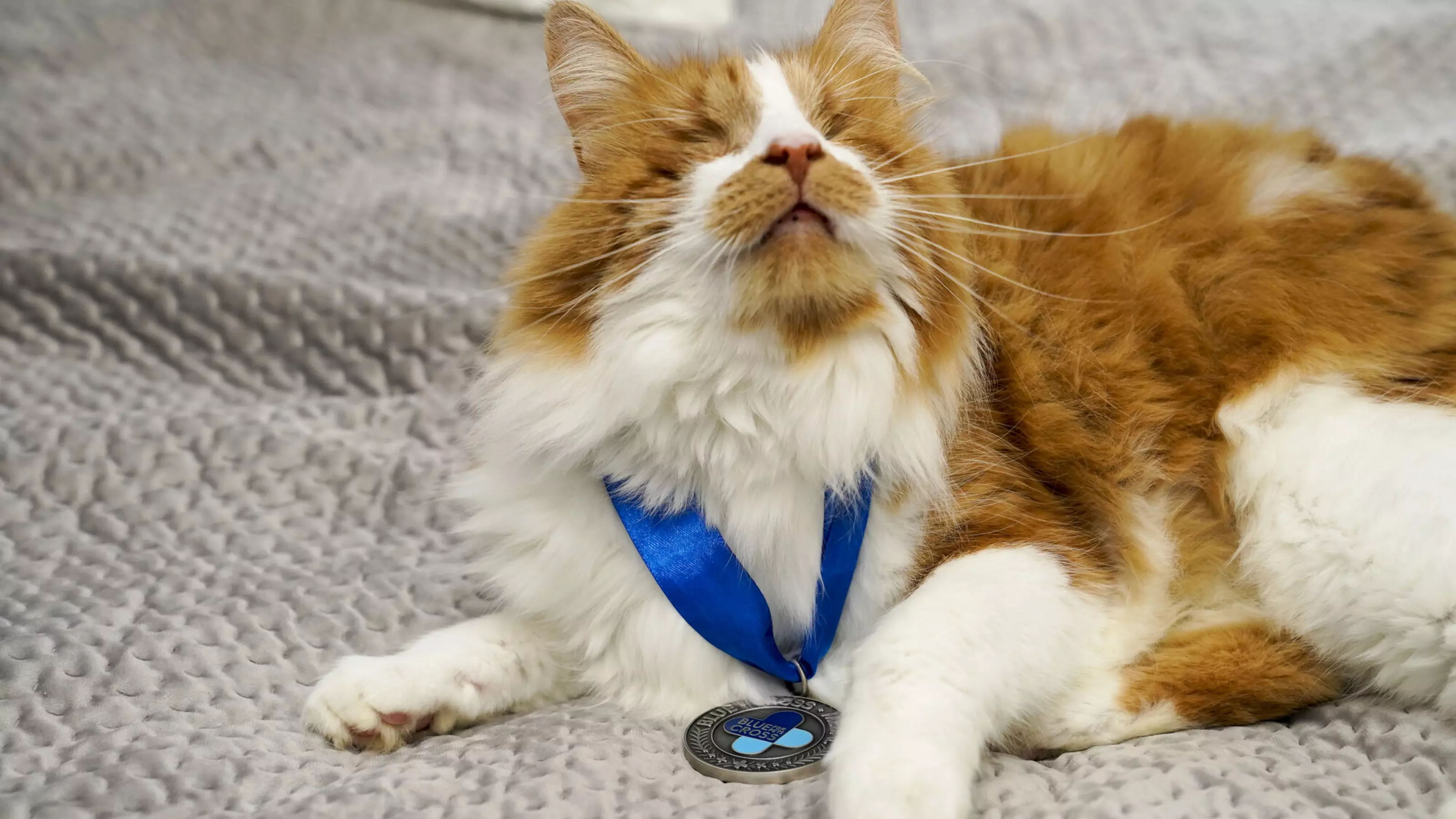 Carrots lying down wearing medal