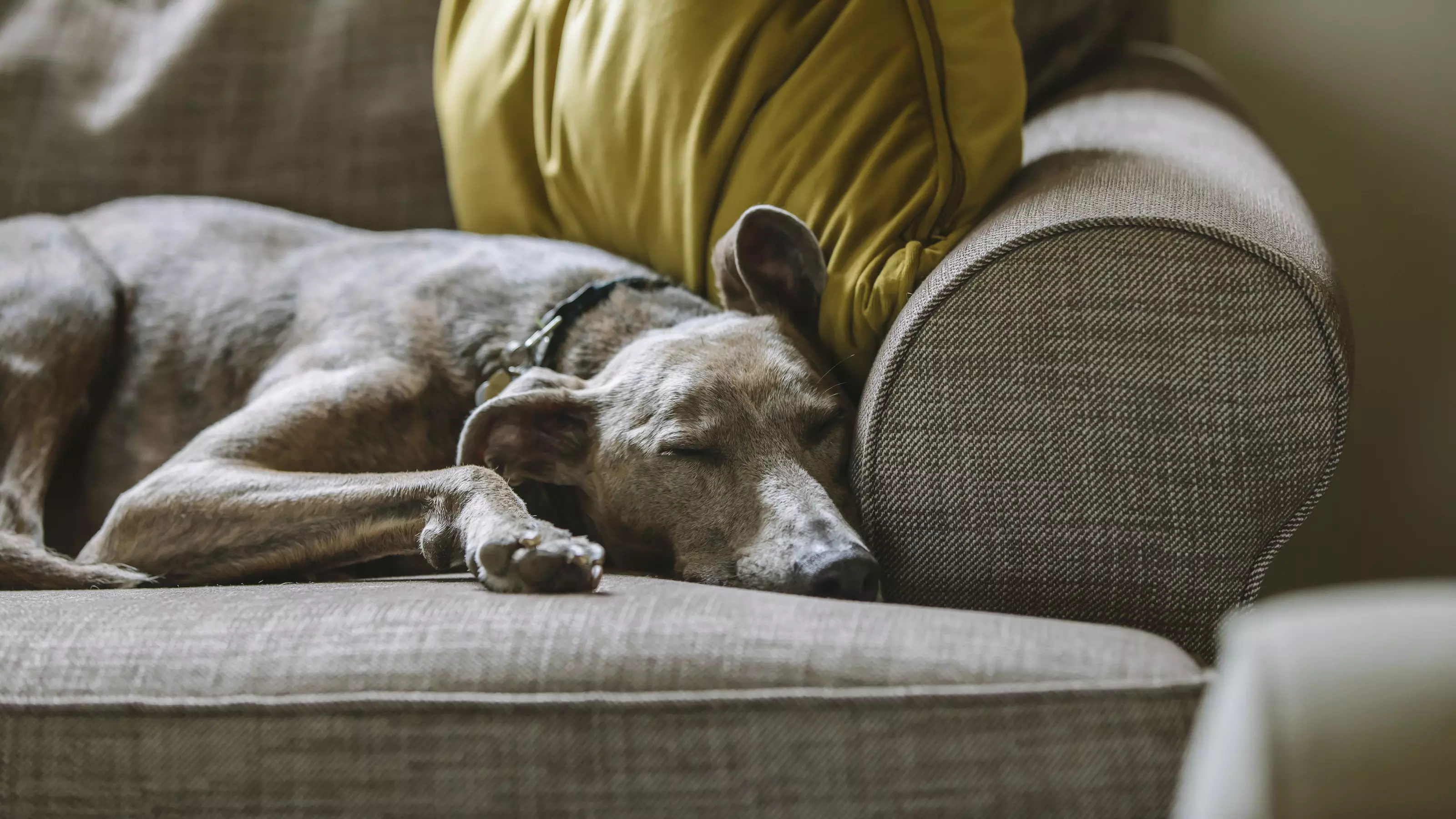 Blue/grey lurcher sleeping on beige sofa with yellow cushions