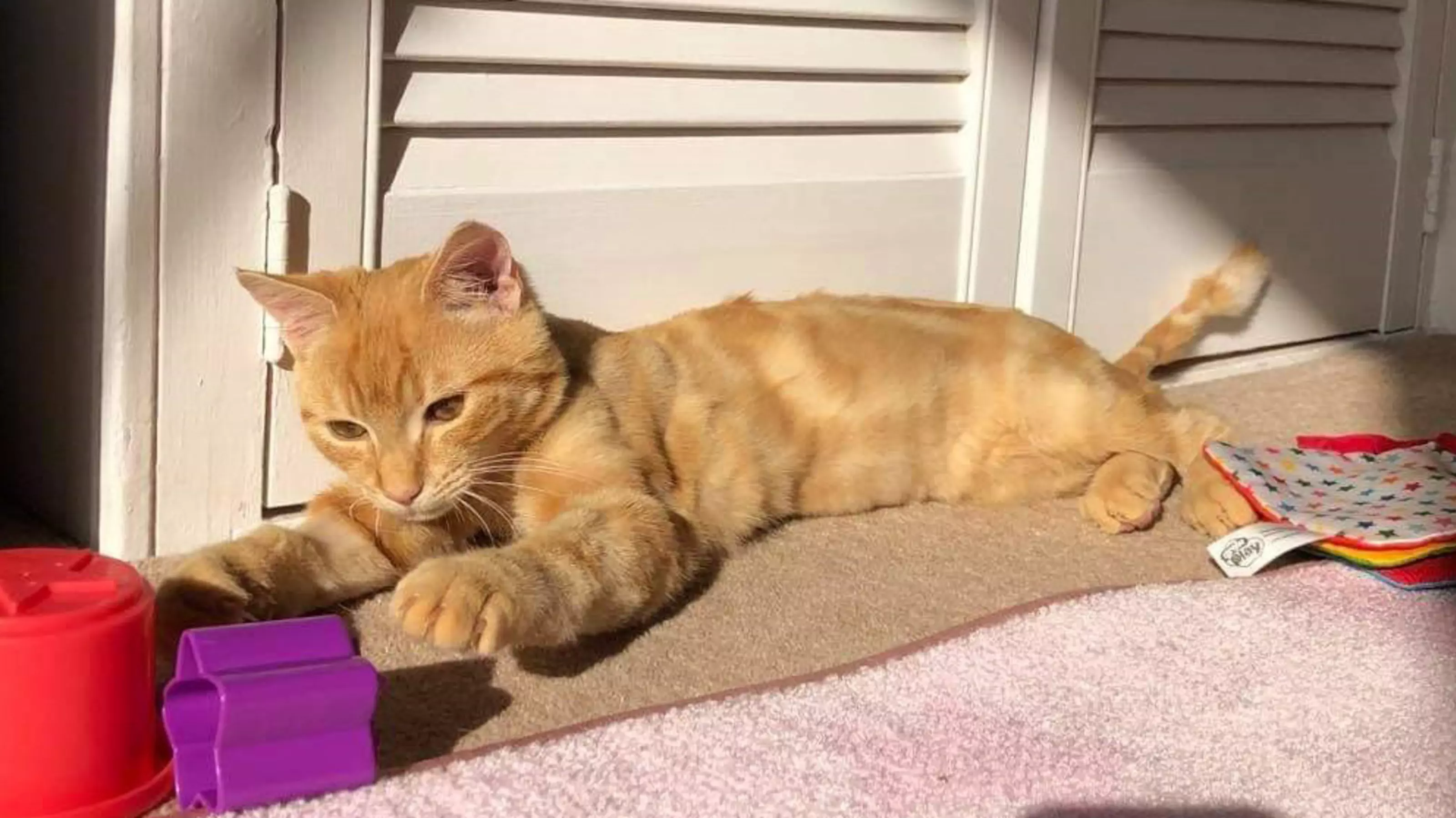 Ronnie laying down and enjoying life in new home