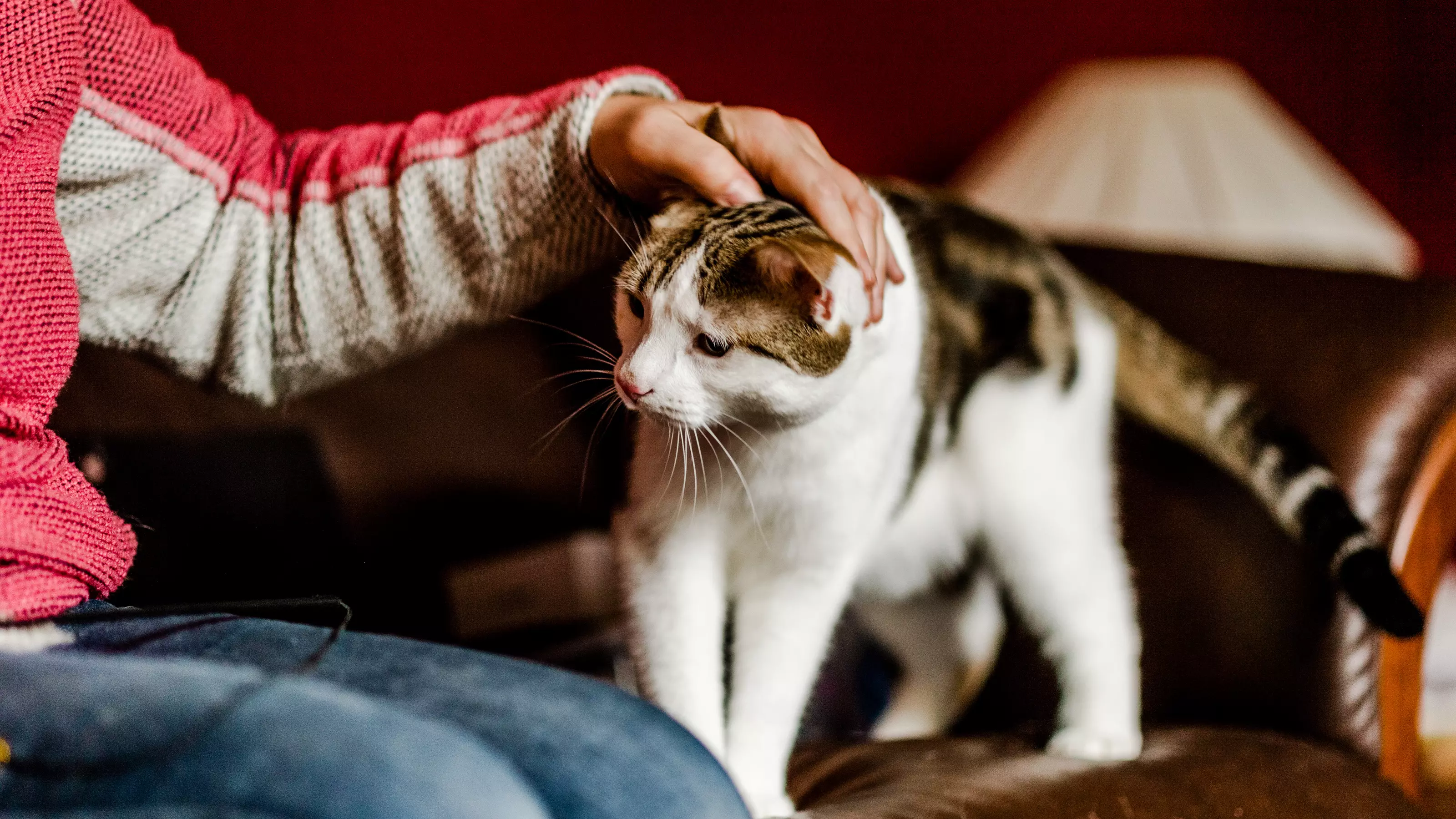 Cat being stroked on head