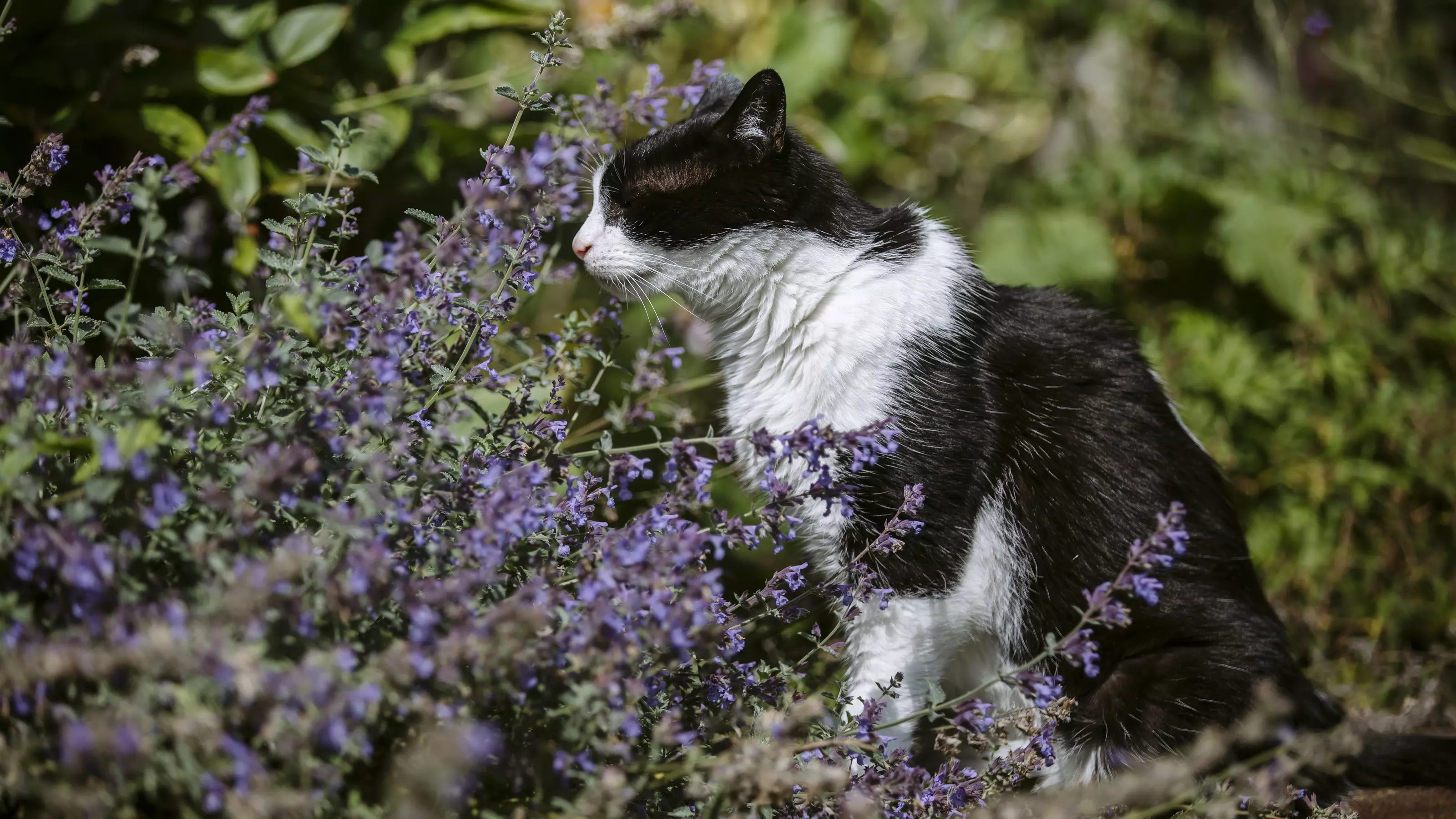 Cat outside in garden