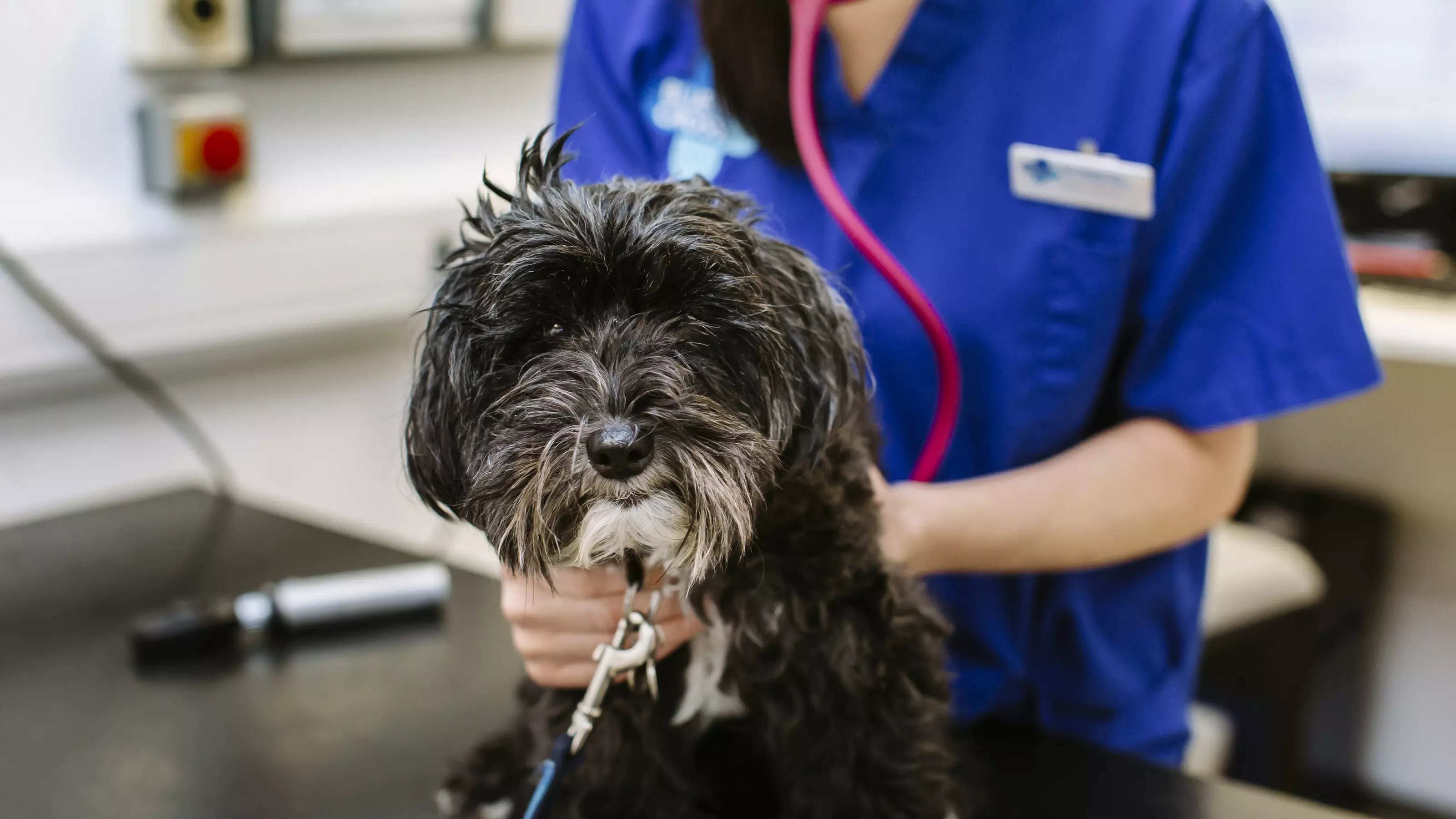 Dog being checked by vet