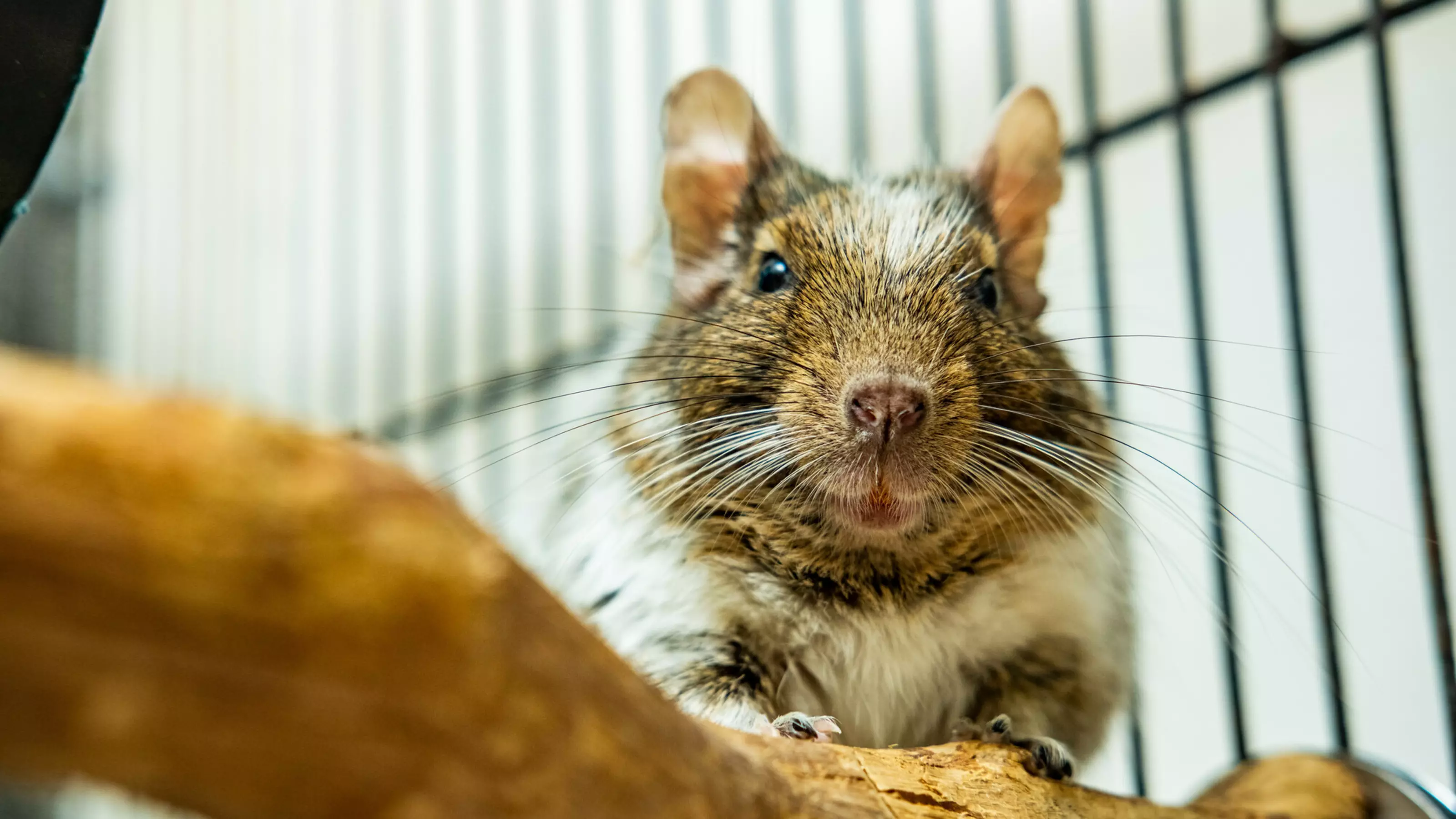 Lonely degu Greg perched on a branch inside his cage
