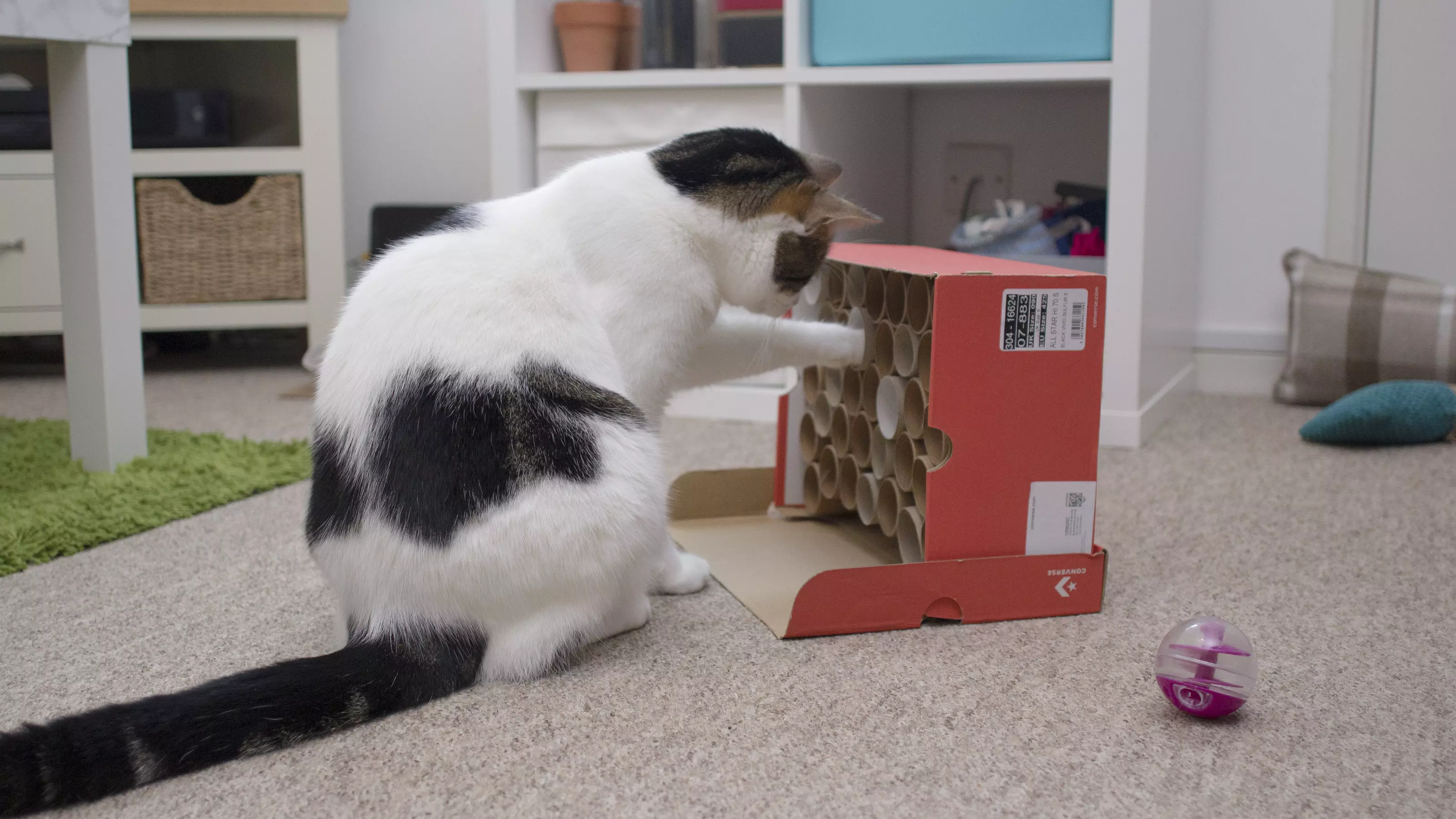 Tabby cat with paw in the cat treat vending machine, fishing out a cat treat