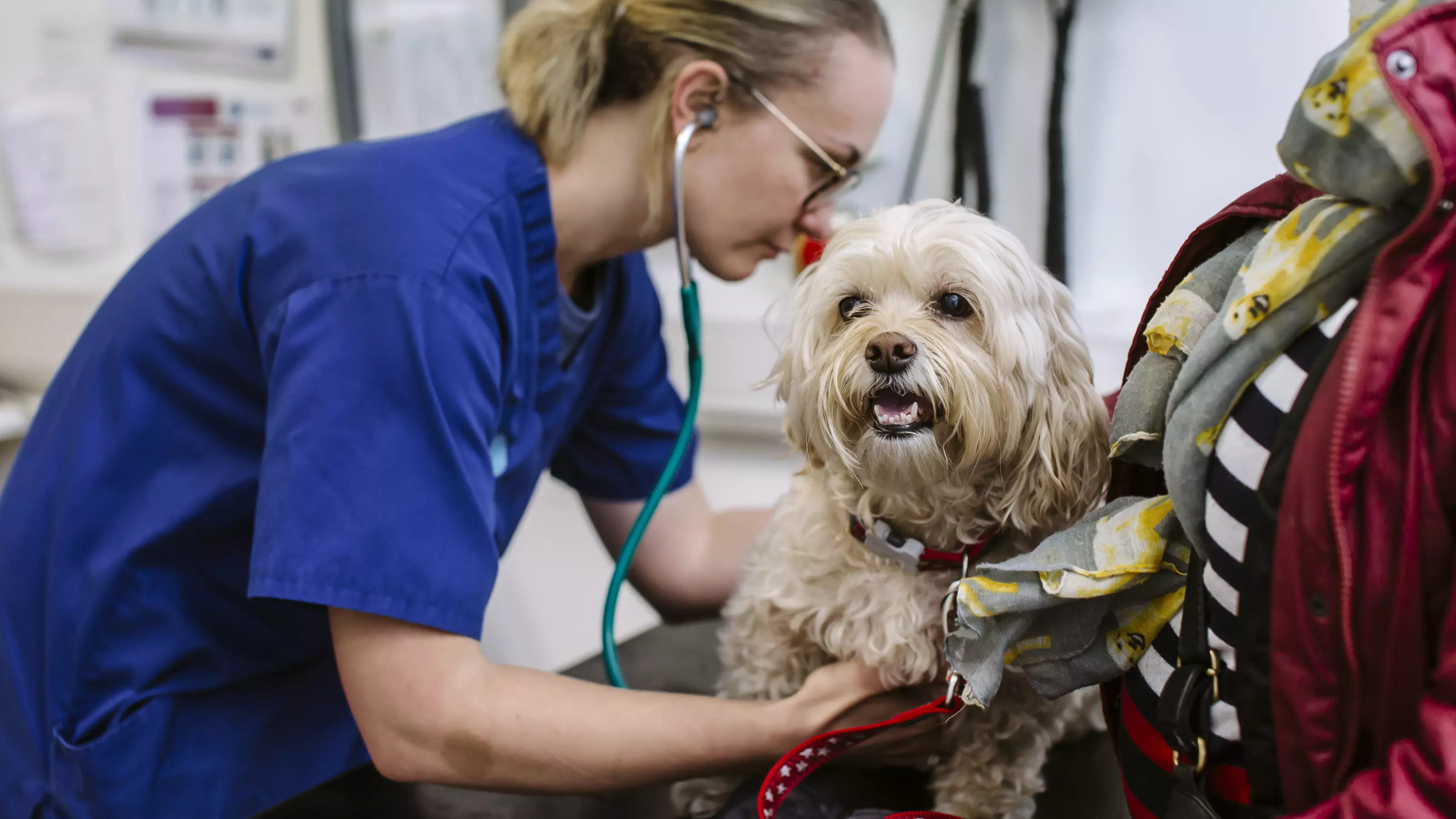 Vet checking dog with stethoscope with owner present