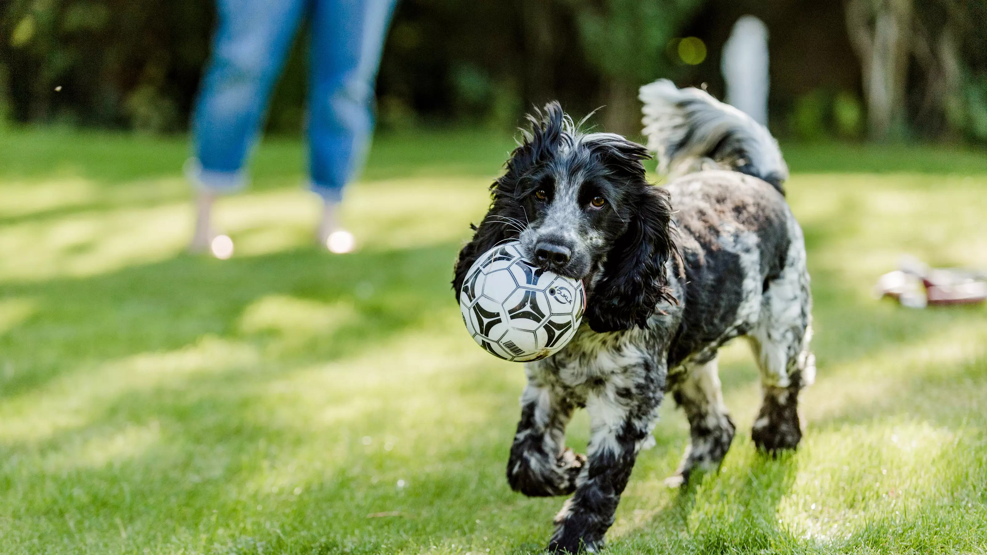 Black and white cocker spaniel with football in her mouth in the garden on a sunny day