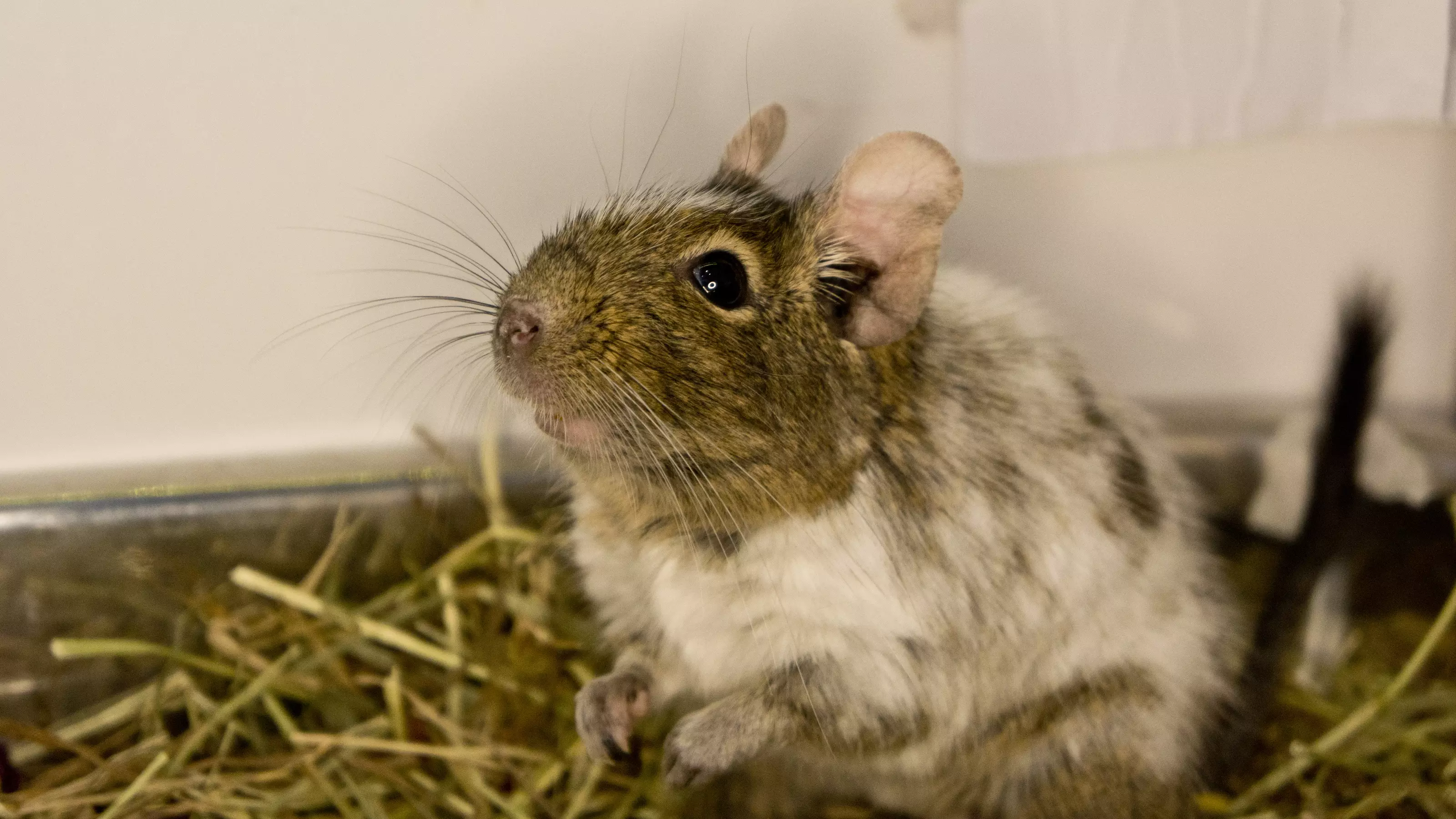 Degu Greg enjoying life in his new home