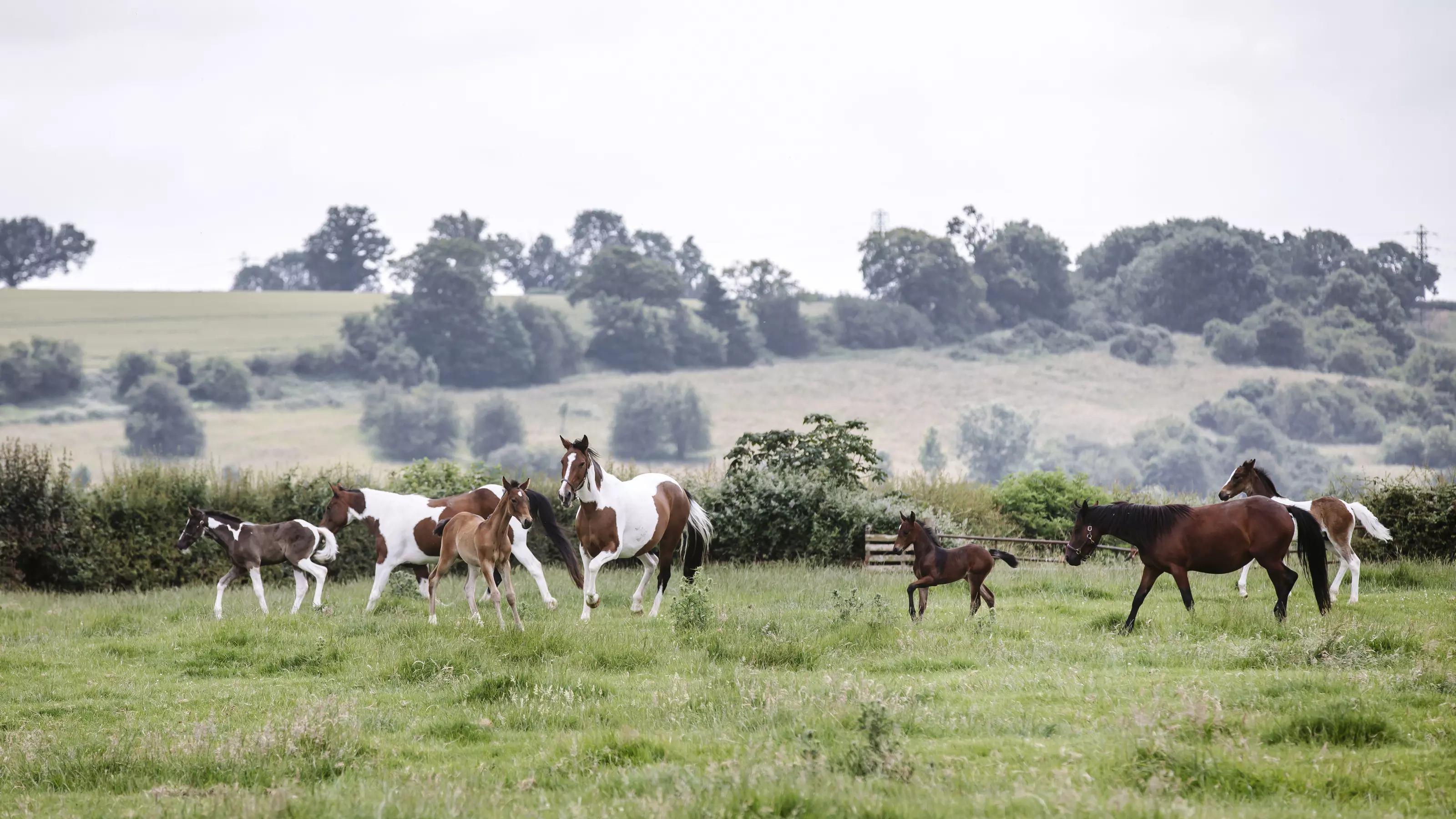 Horses in a field