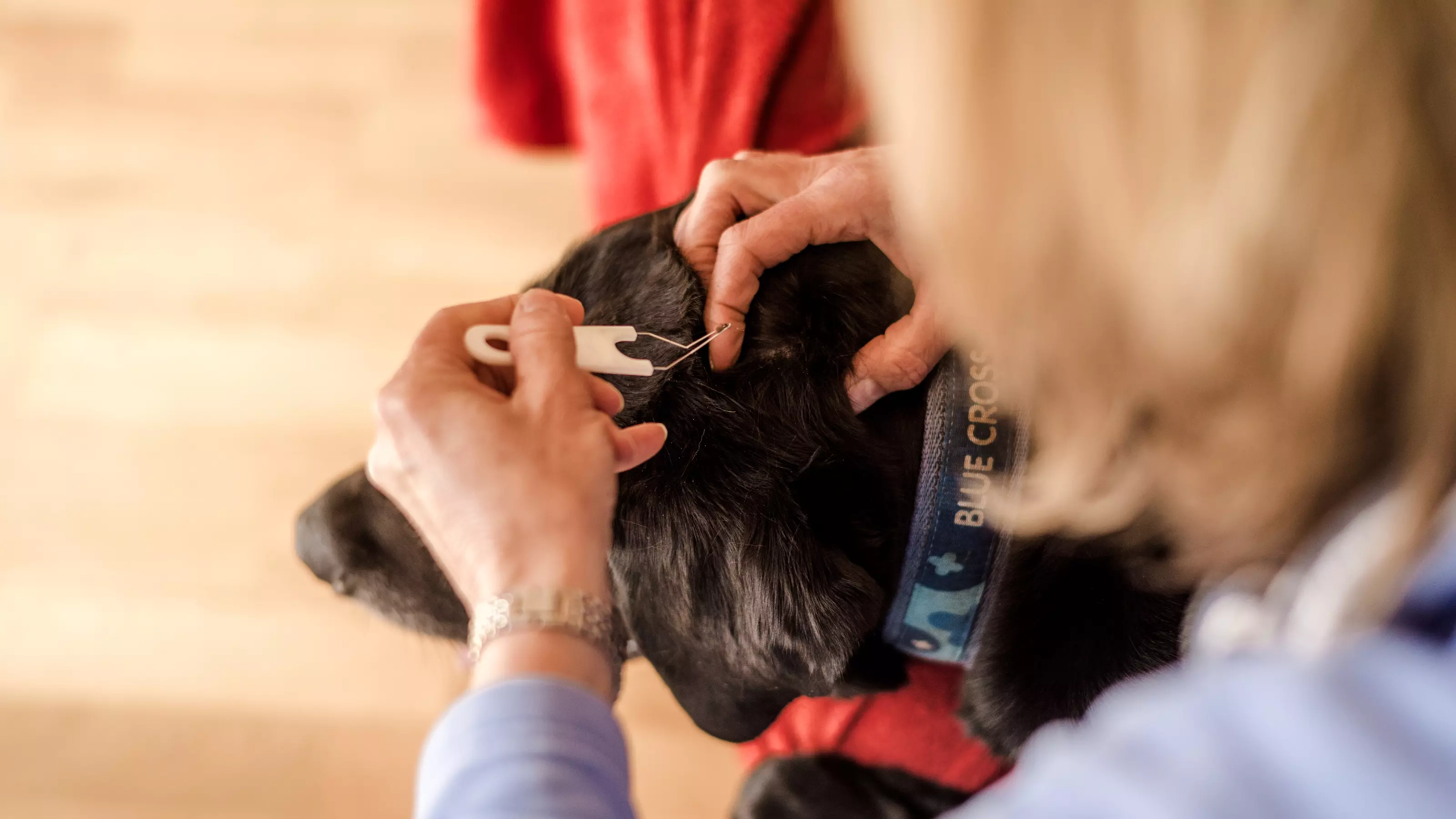 Black labrador with a tick being removed