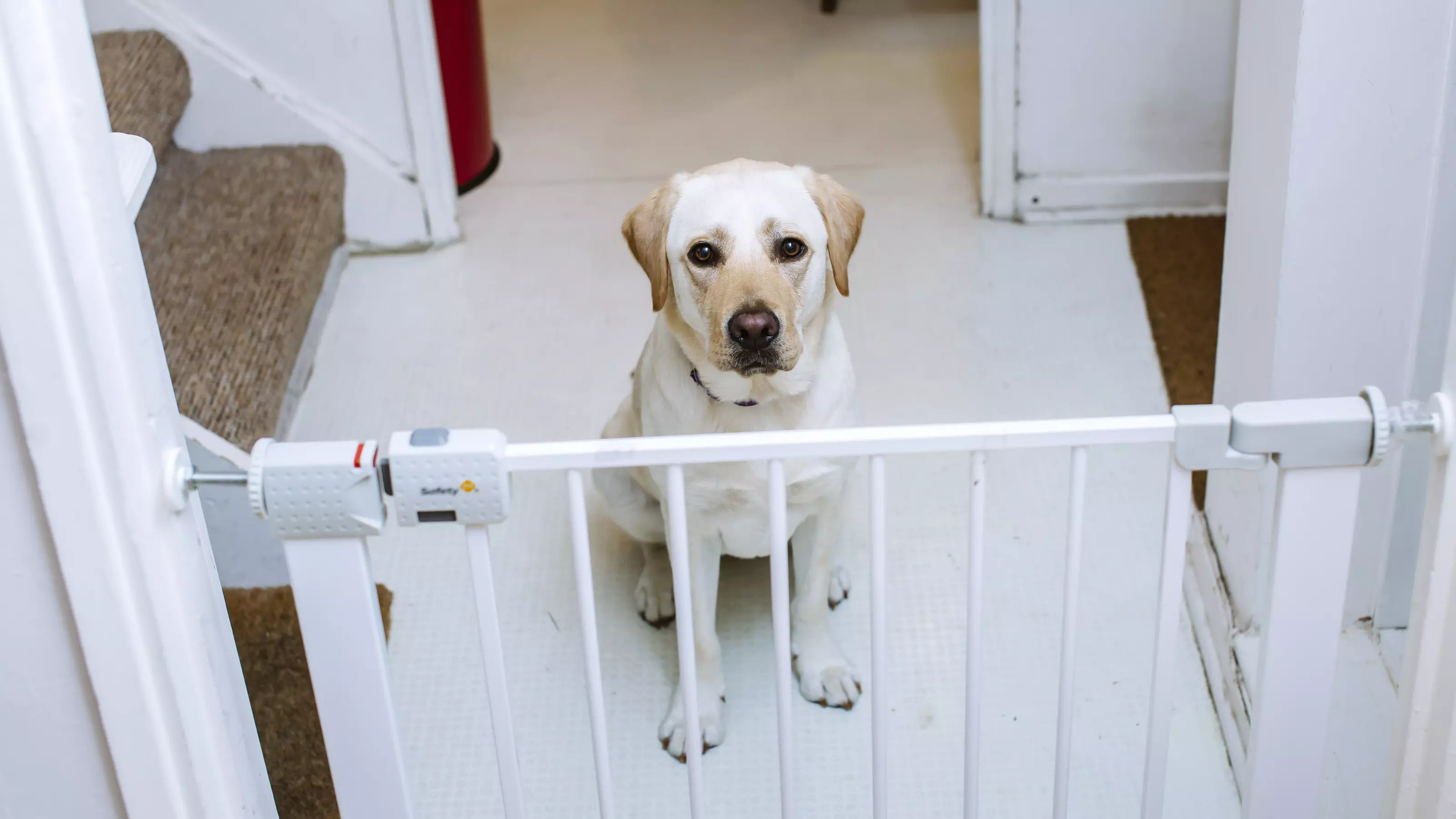 Preventing separation anxiety in puppies