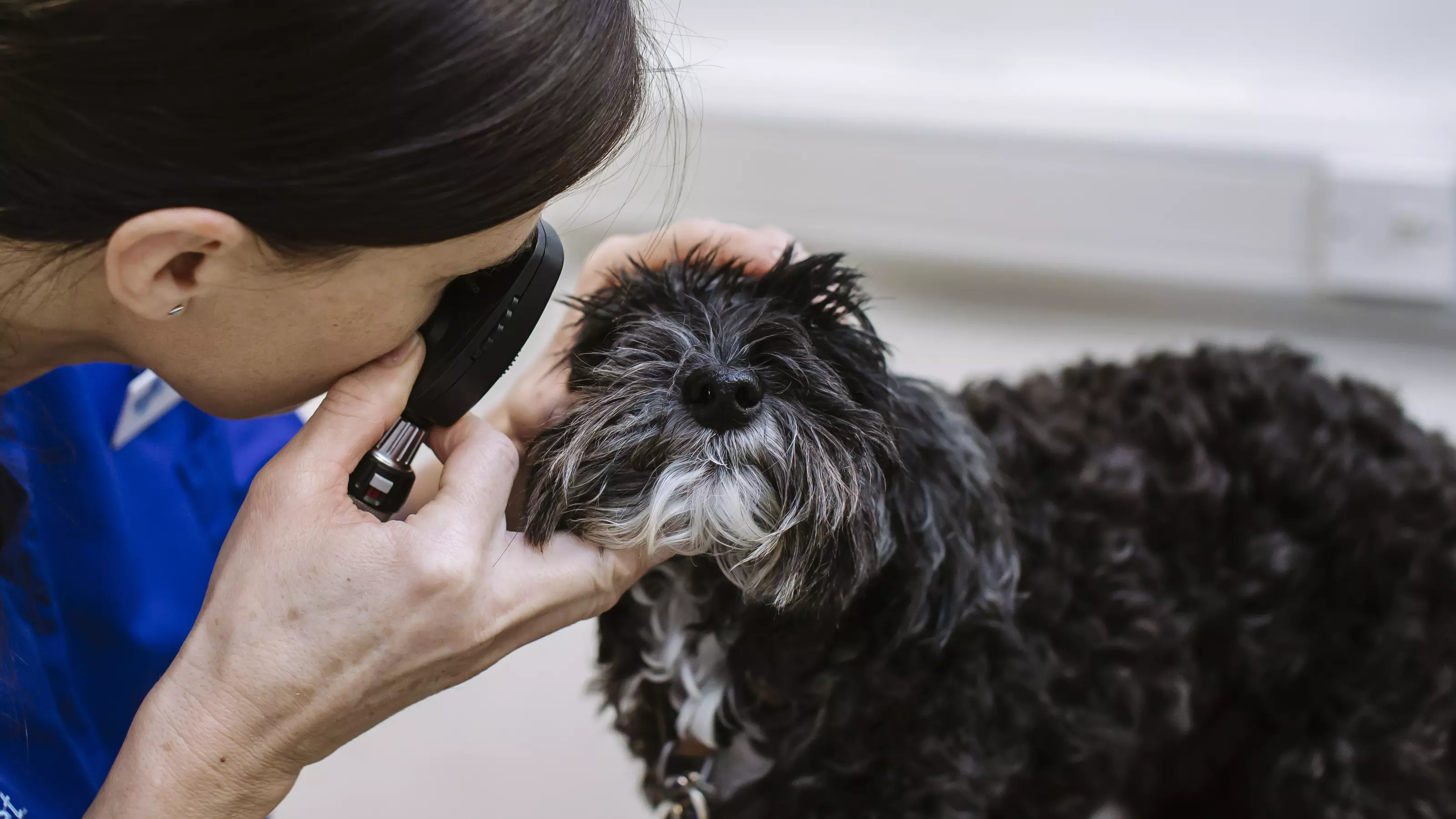 Black dog getting eye check by vet