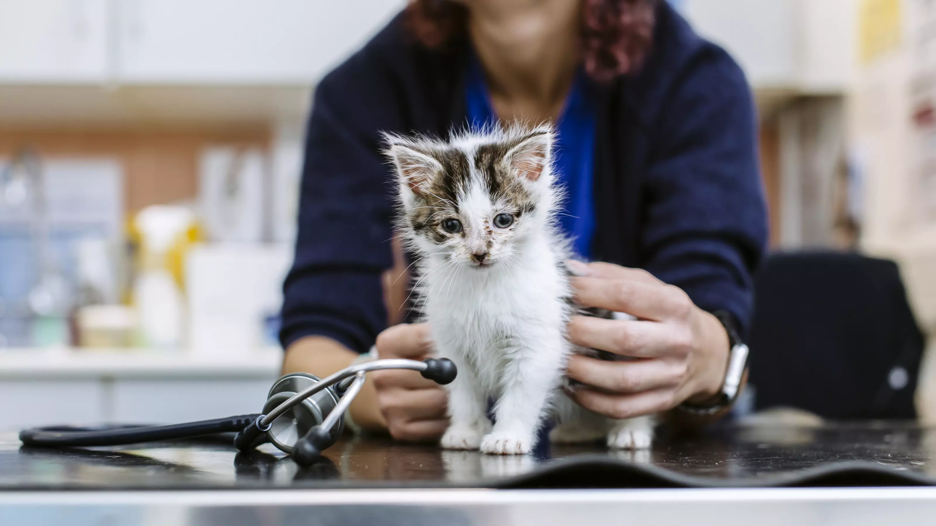 Kitten on vet table being checked